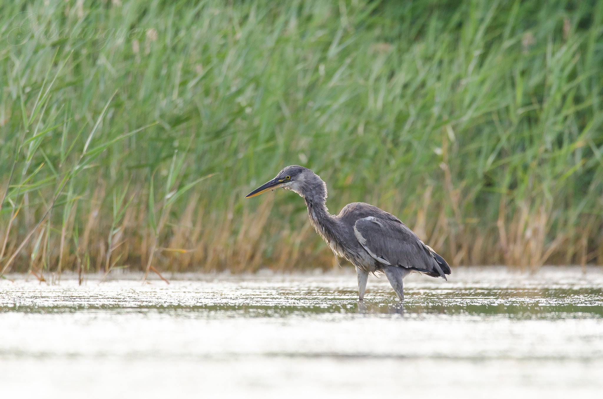 Sigma 150-600mm F5-6.3 DG OS HSM | S sample photo. Garza real (ardea cinerea) photography