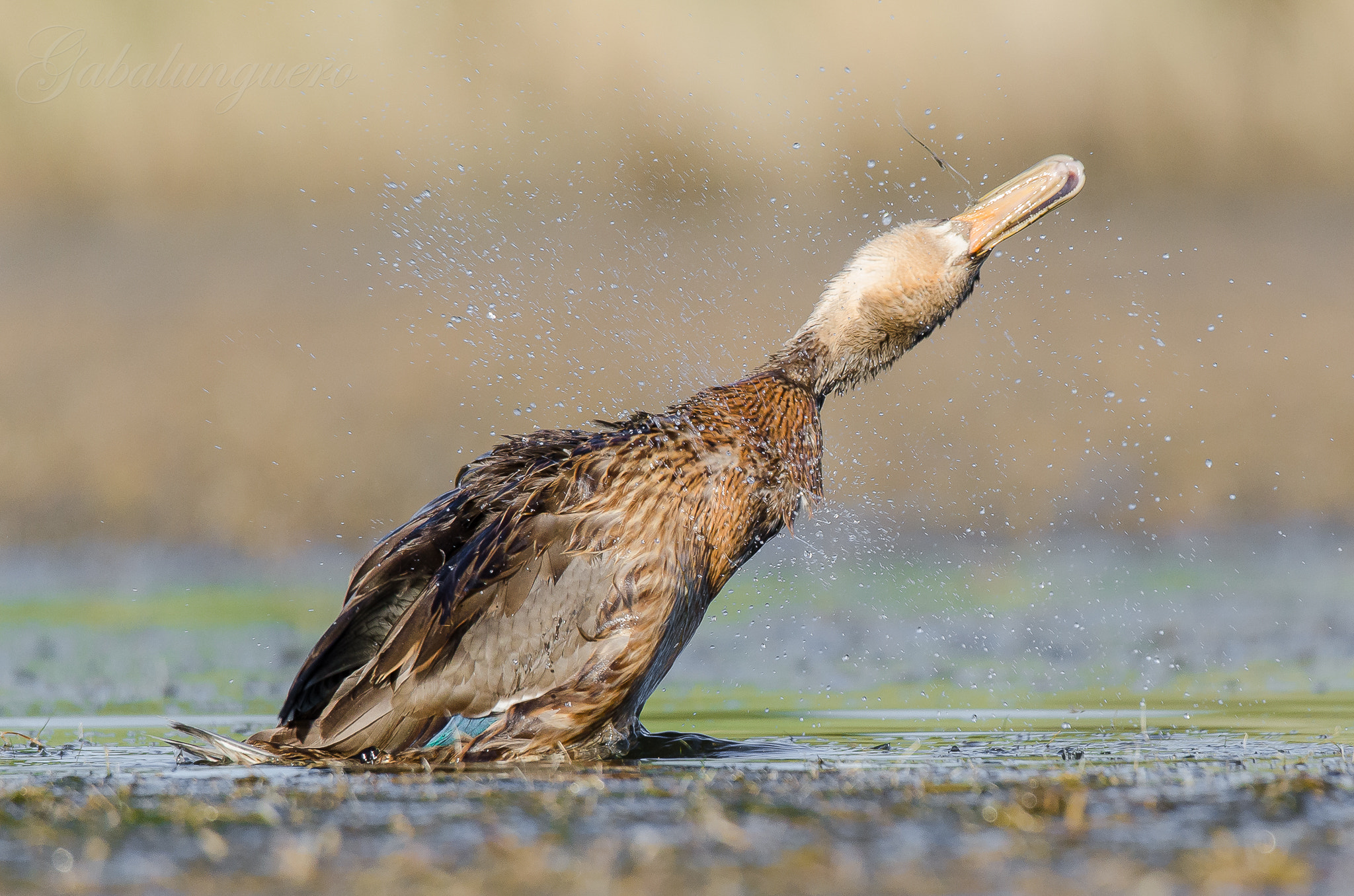 Sigma 150-600mm F5-6.3 DG OS HSM | S sample photo. Anade real hembra (anas platyrhynchos) photography