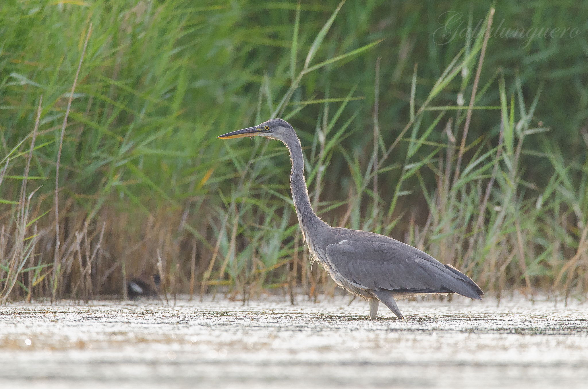 Sigma 150-600mm F5-6.3 DG OS HSM | S sample photo. Garza real (ardea cinerea) photography