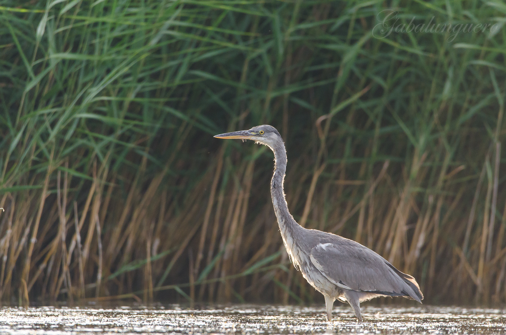 Sigma 150-600mm F5-6.3 DG OS HSM | S sample photo. Garza real (ardea cinerea) photography