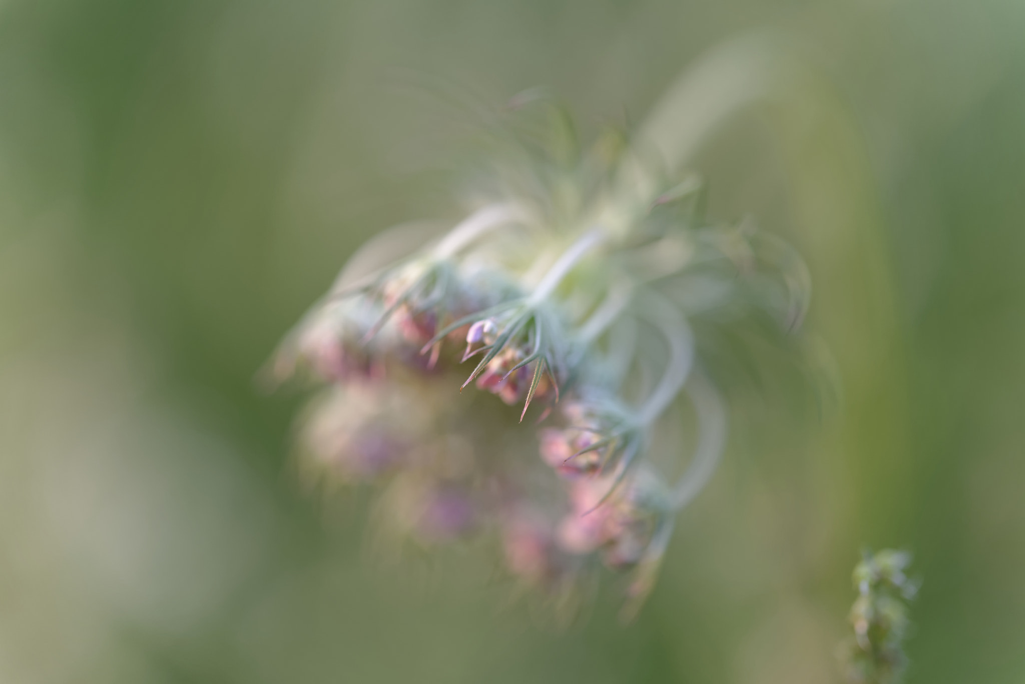Nikon AF-S Micro-Nikkor 60mm F2.8G ED sample photo. Blur photography