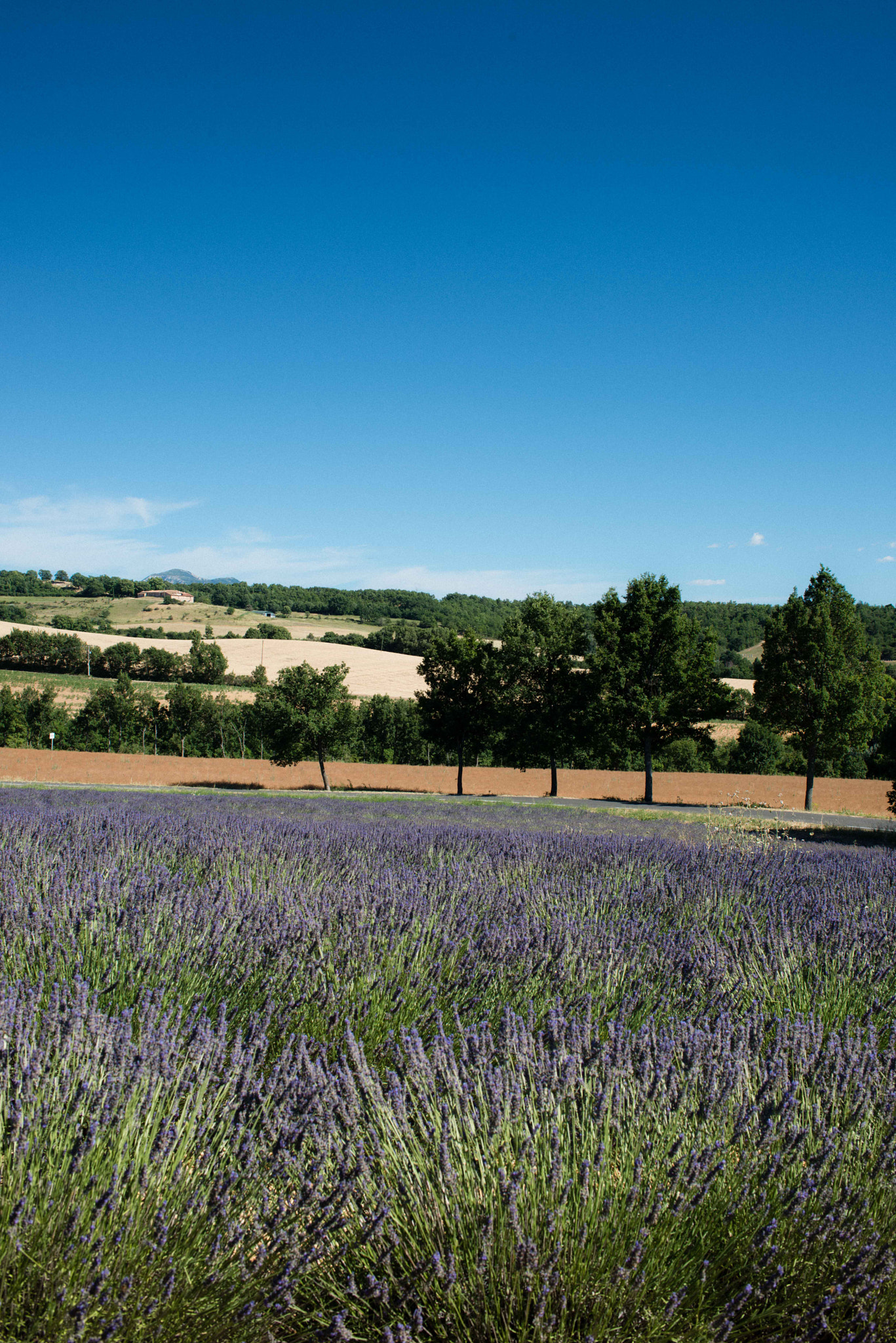 ZEISS Distagon T* 35mm F2 sample photo. Valensole, provence photography