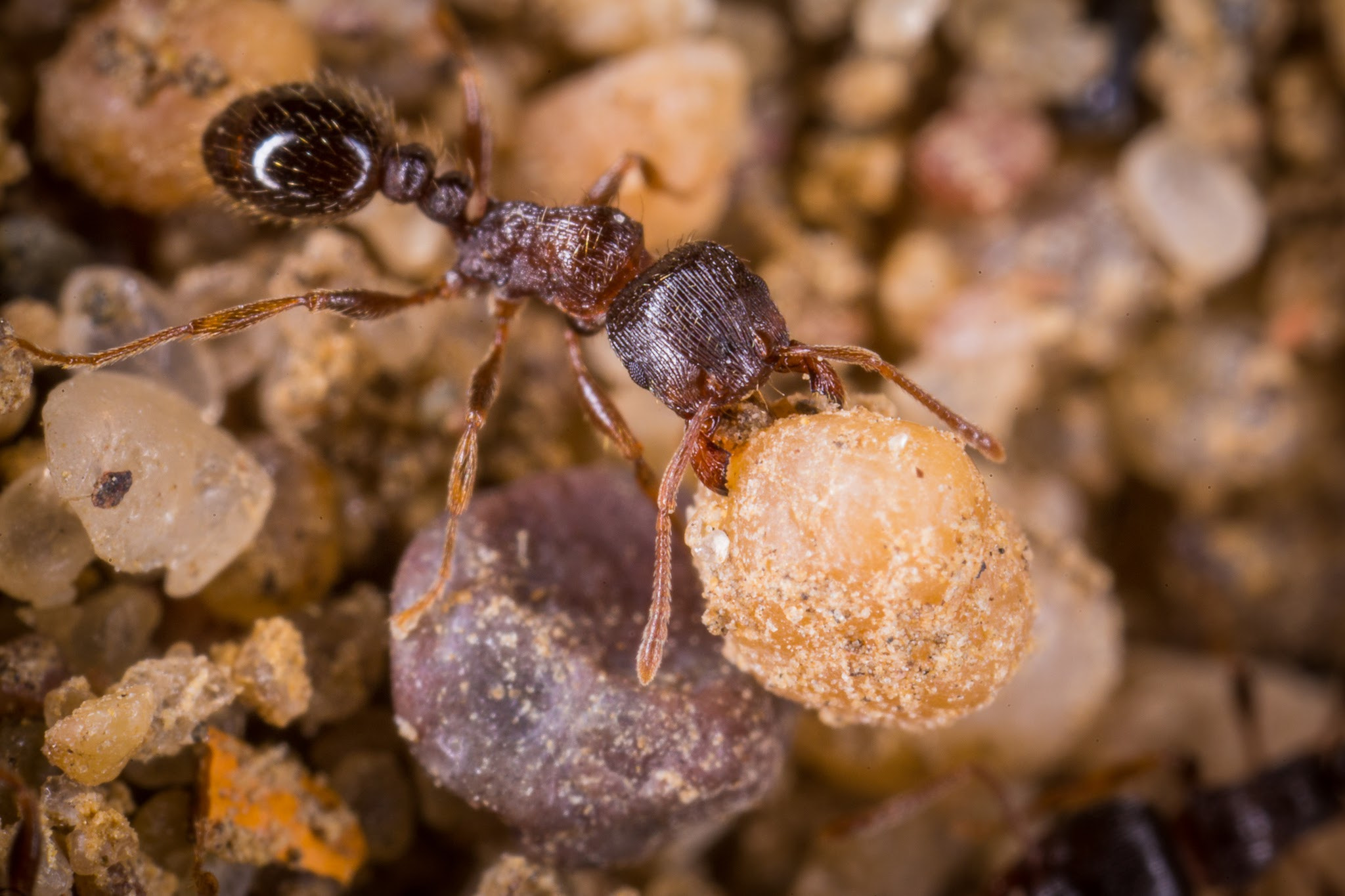 Canon MP-E 65mm F2.5 1-5x Macro Photo sample photo. Pavement ant moving grain of sand photography