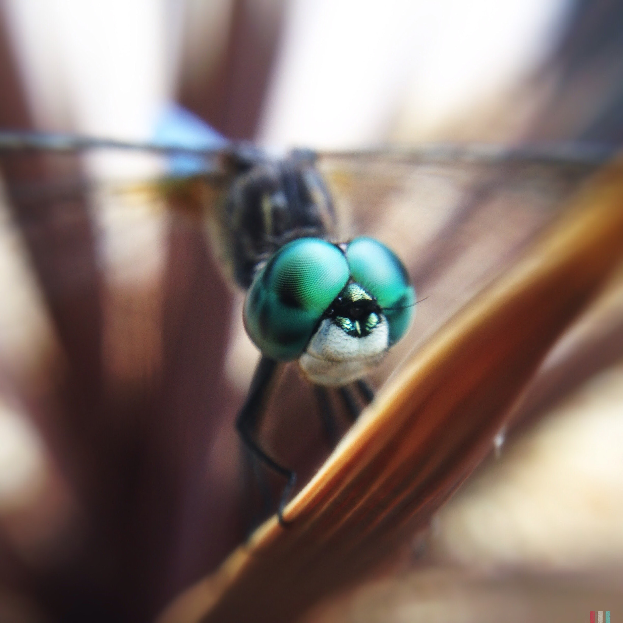 Hipstamatic 280 sample photo. A blue green eyed dragonfly chilling on a plant photography