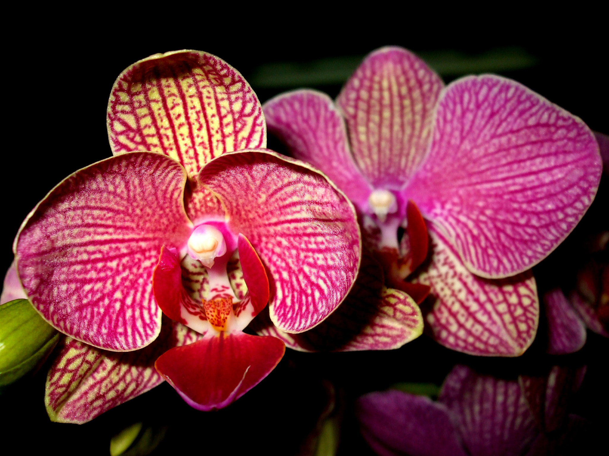 Fujifilm FinePix A820 sample photo. Pink orchids photography