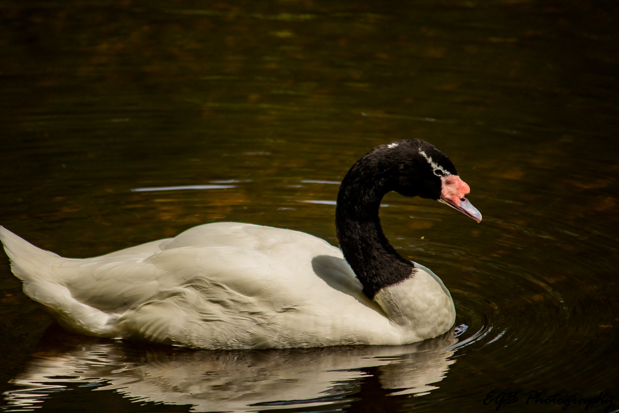 Canon EF-S 55-250mm F4-5.6 IS sample photo. Floating along photography