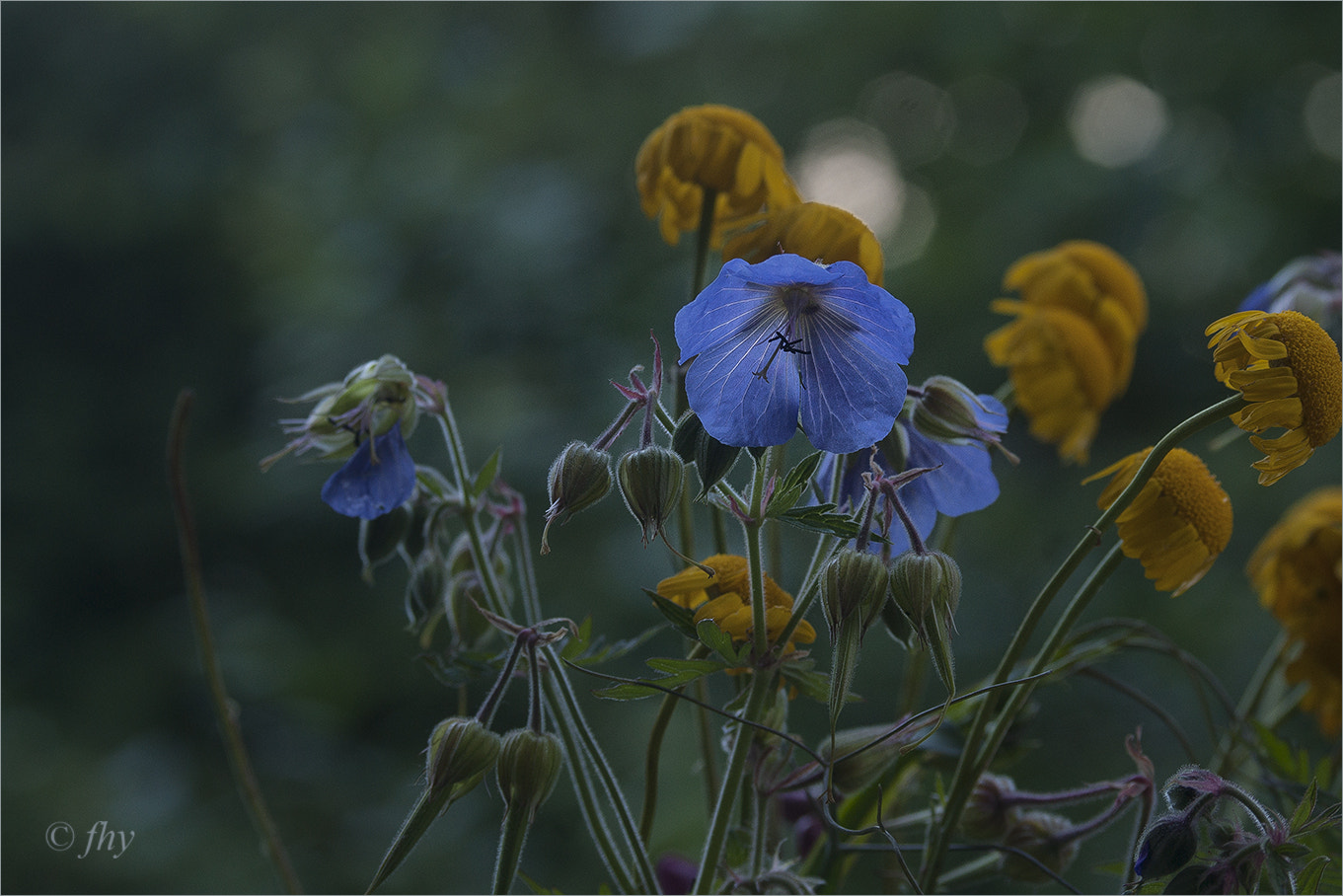 Sony 75-300mm F4.5-5.6 sample photo. Flowers at night photography