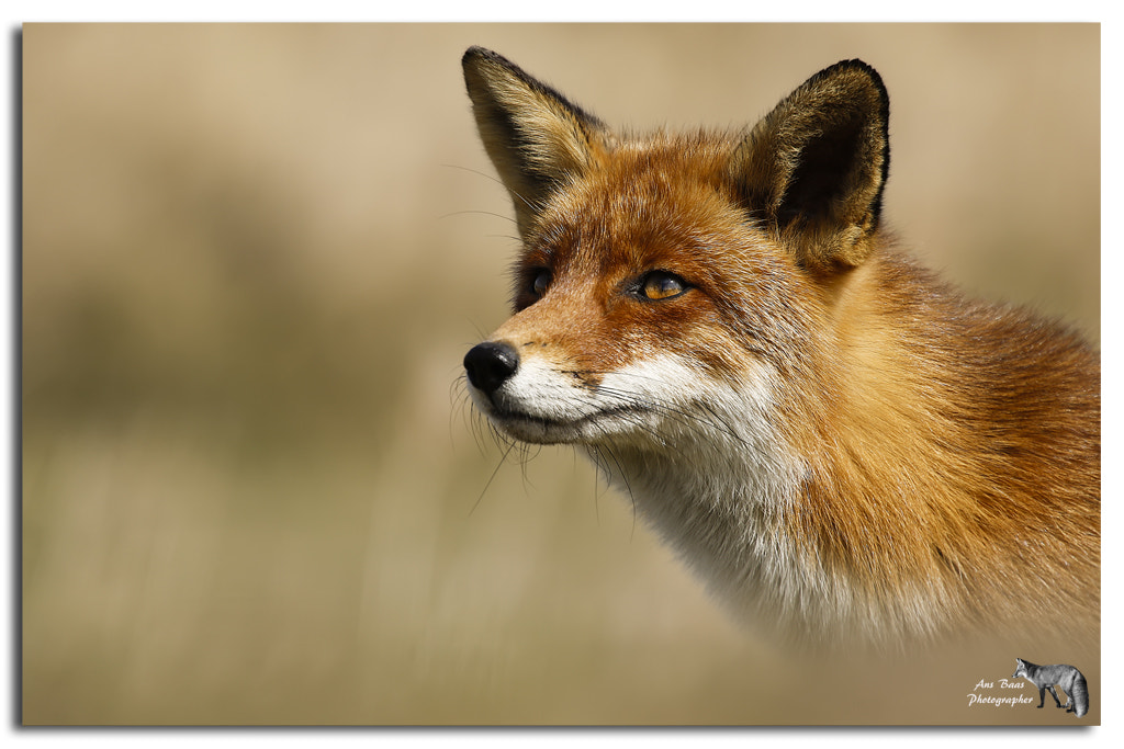 Canon EOS 7D Mark II + Canon EF 70-200mm F4L USM sample photo. Red fox ans baas photography