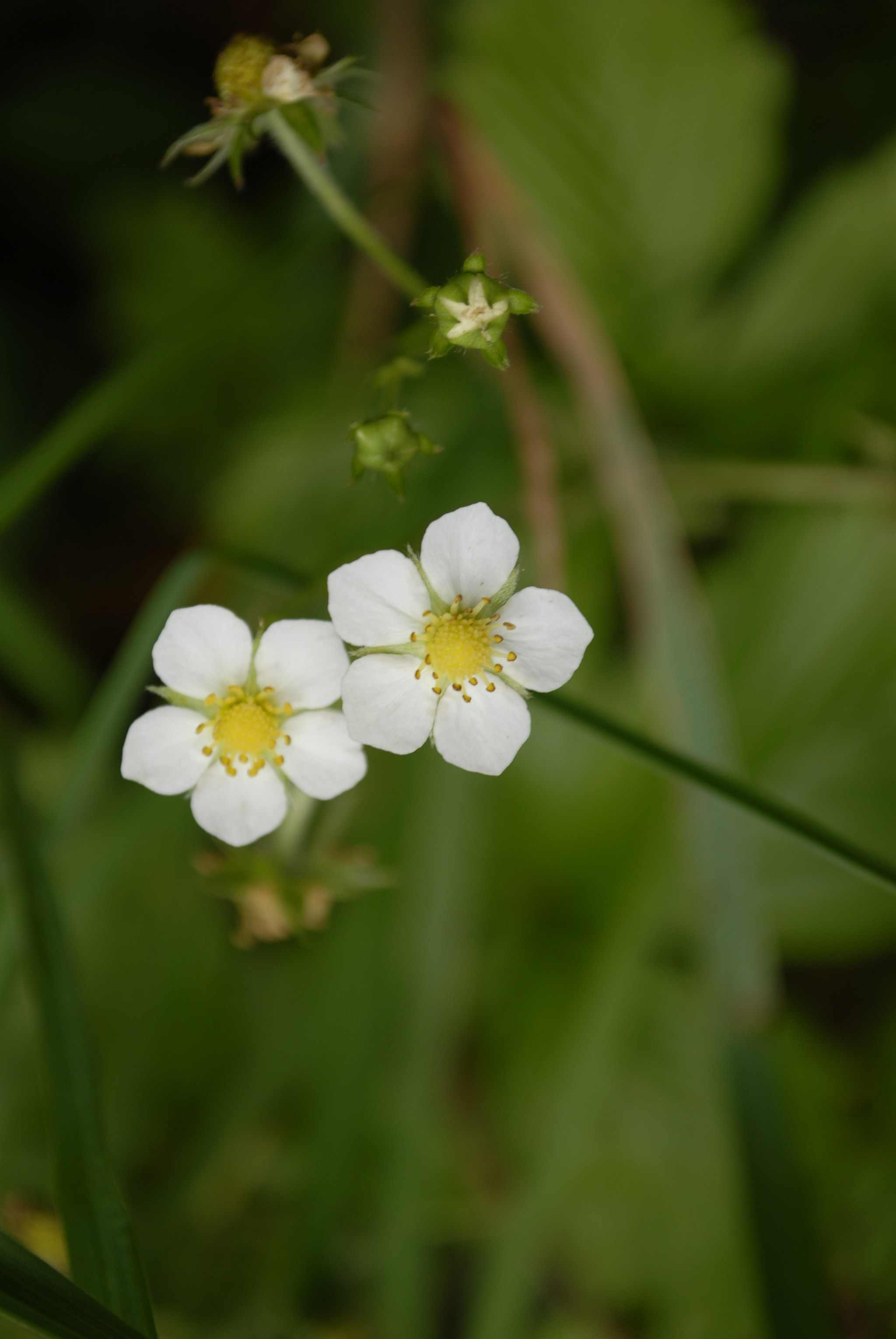 Nikon D200 sample photo. Piccolo piccolo......... photography