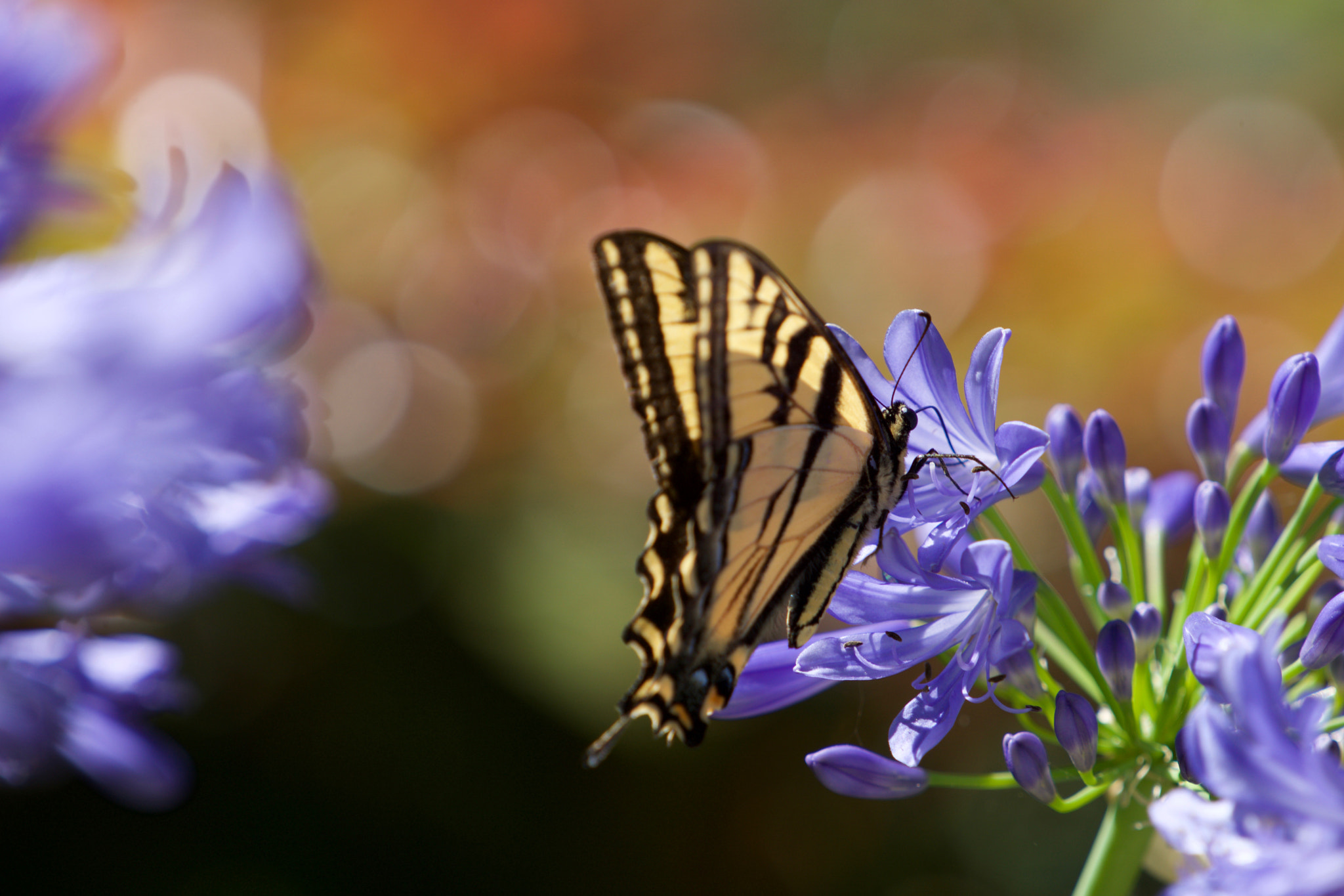 Sony a6000 + Sony FE 70-200mm F4 G OSS sample photo. Butterfly having lunch photography