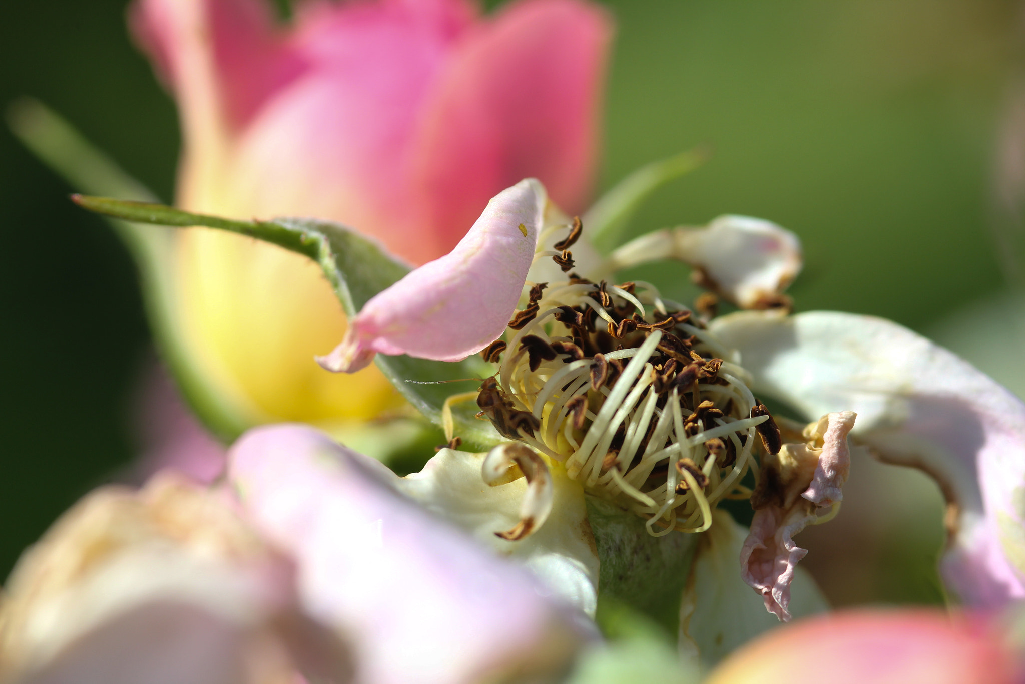 Sigma 105mm F2.8 EX DG Macro sample photo. Journey - voyage photography