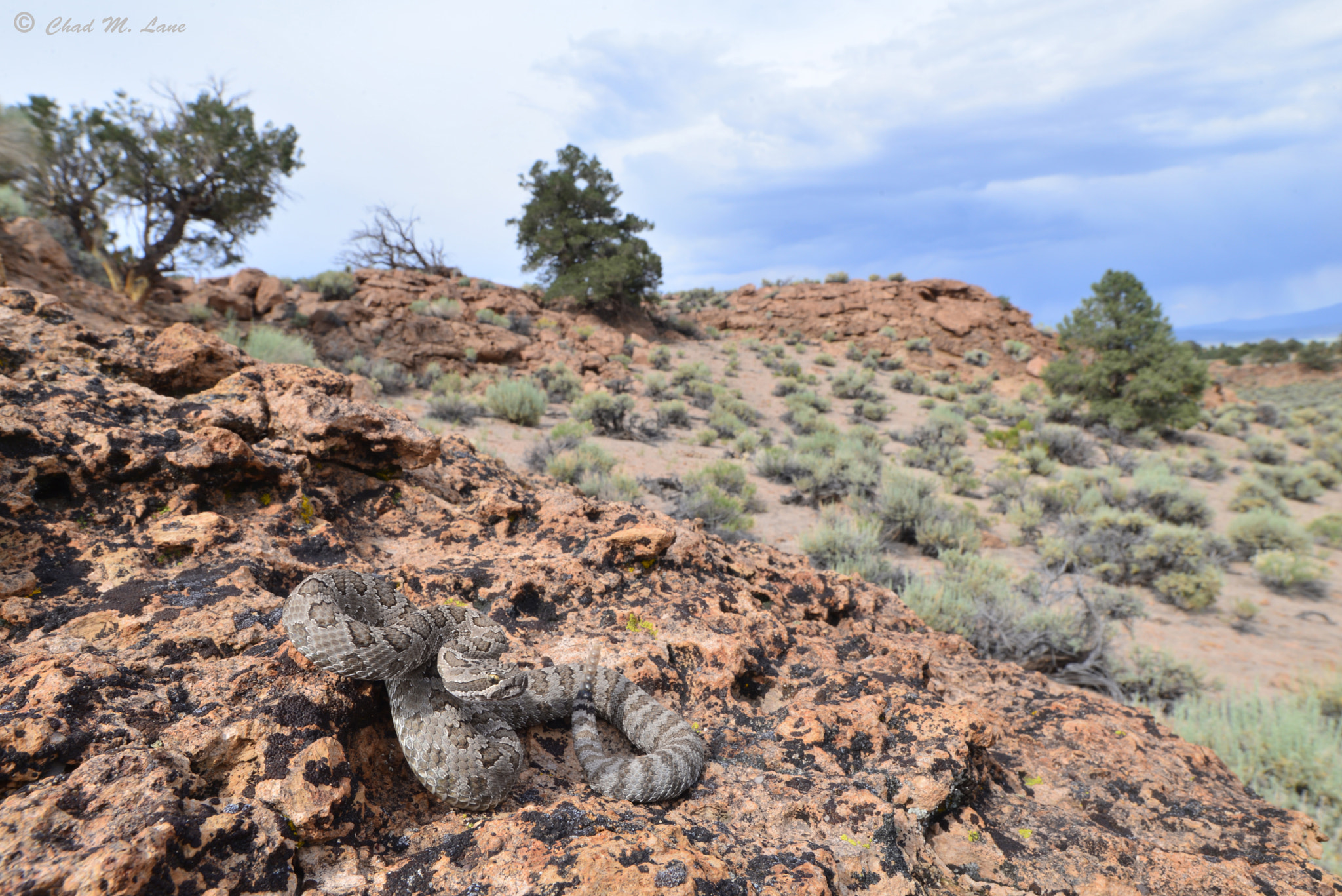 Nikon D610 + Sigma 20mm F1.8 EX DG Aspherical RF sample photo. Great basin rattlesnake (crotalus lutosus) photography