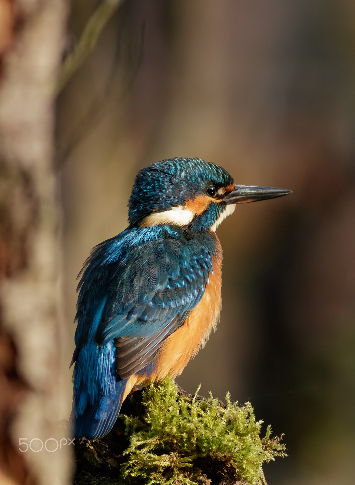 Canon EOS 760D (EOS Rebel T6s / EOS 8000D) + Canon EF 400mm F5.6L USM sample photo. Ledňáček říční photography