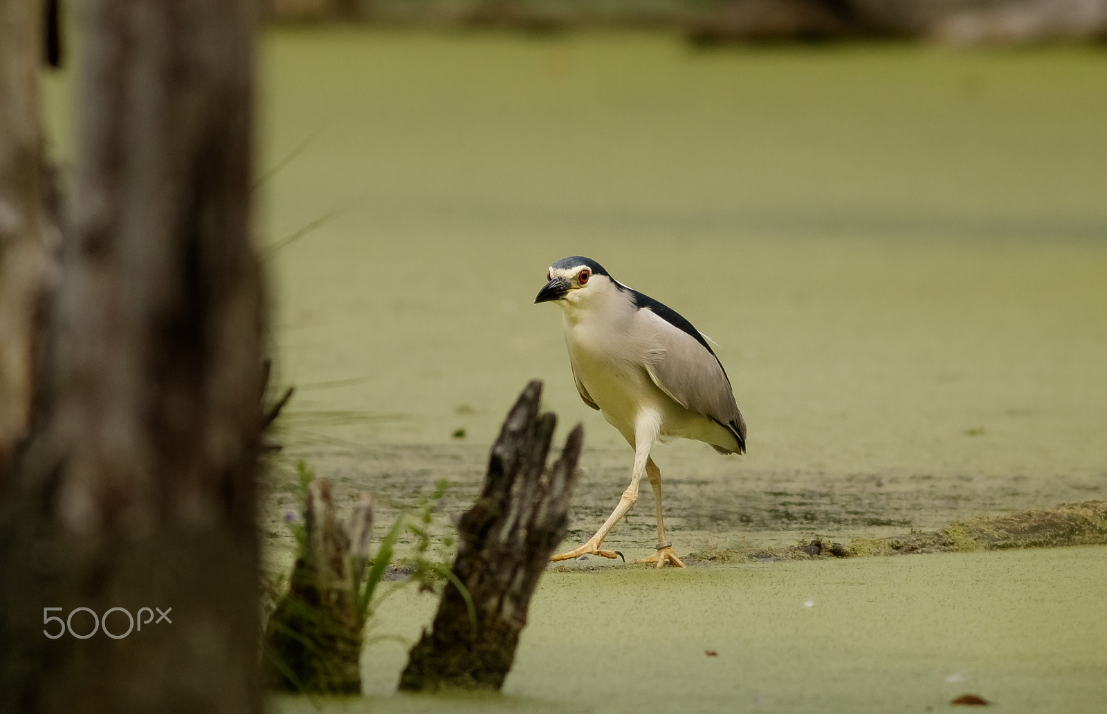 Canon EOS 760D (EOS Rebel T6s / EOS 8000D) + Canon EF 400mm F5.6L USM sample photo. Kvakoš noční photography