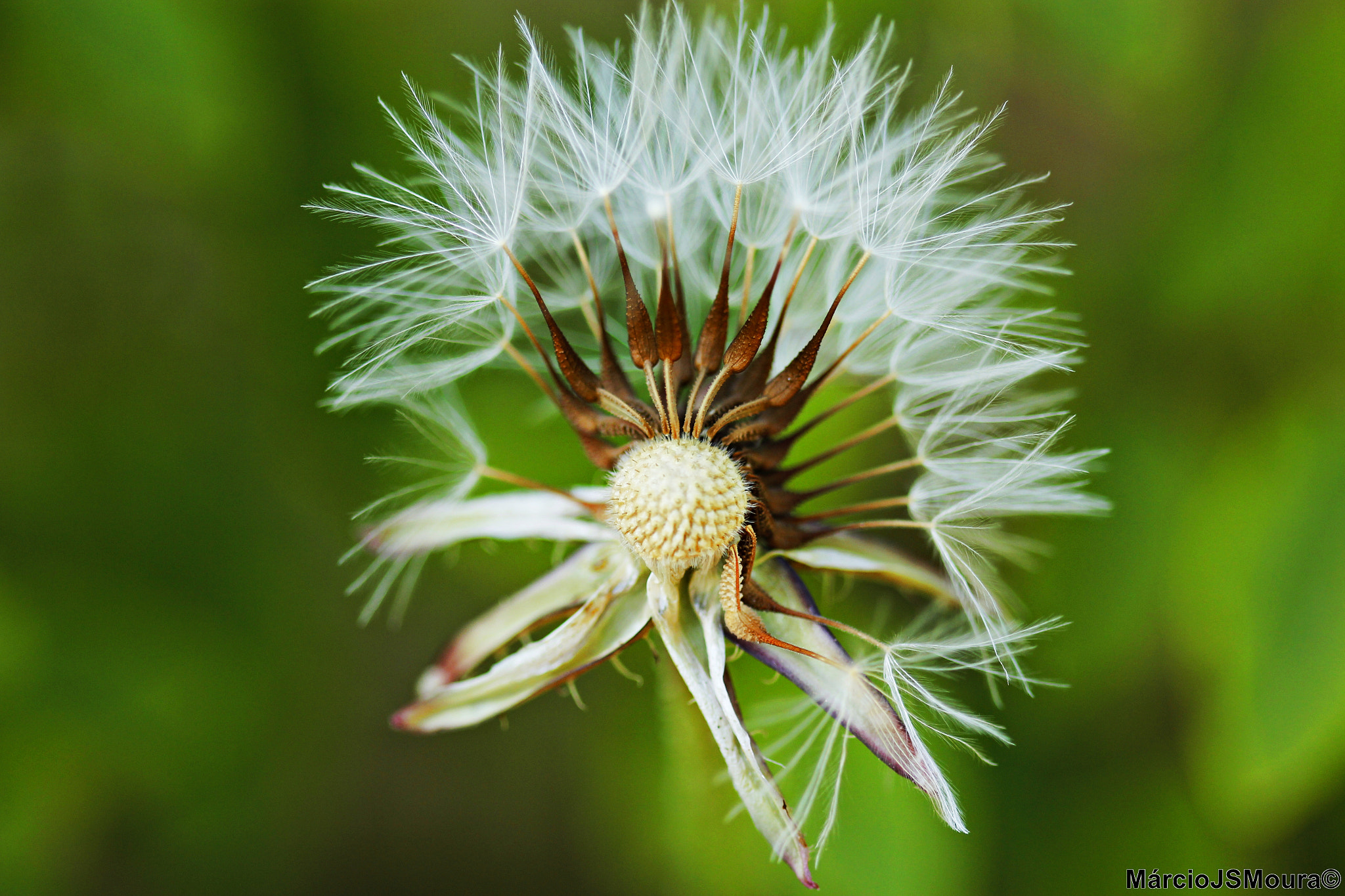 Sigma 24-105mm f/4 DG OS HSM | A sample photo. Dente de leão (dandelion) photography