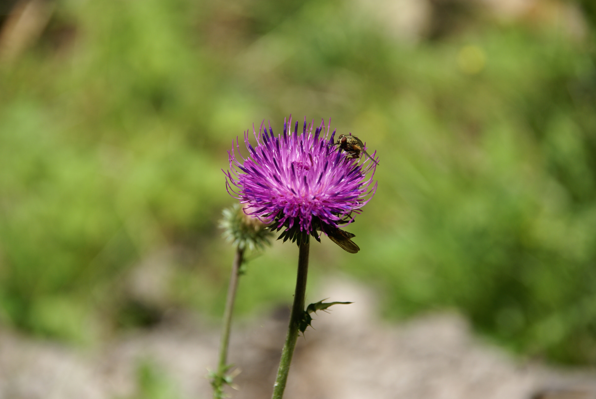 Sony Alpha DSLR-A100 + Sigma 18-200mm F3.5-6.3 DC sample photo. Flower photography