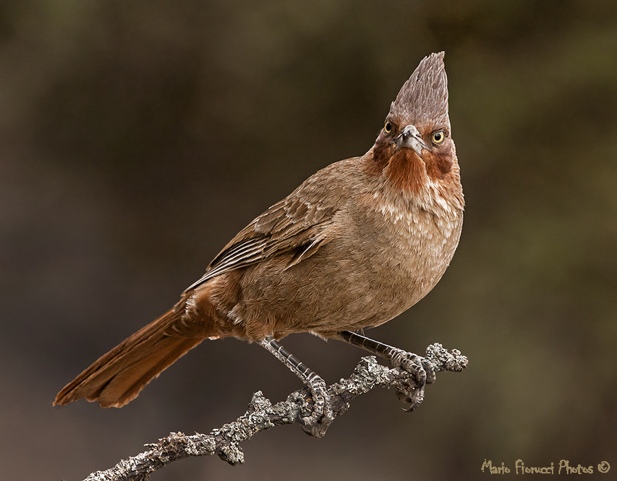 Canon EF 100-400mm F4.5-5.6L IS USM sample photo. Brown cacholote photography