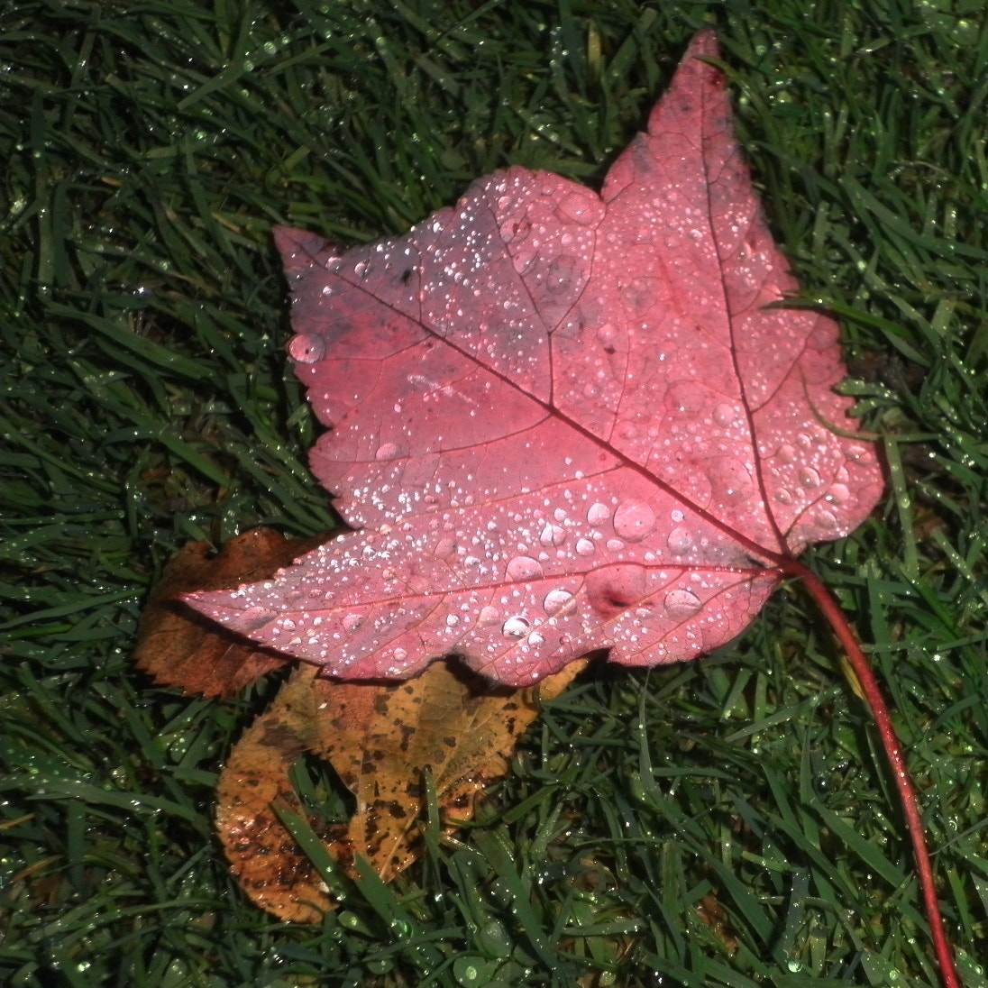 Olympus FE4010,X930 sample photo. Autumn pink photography