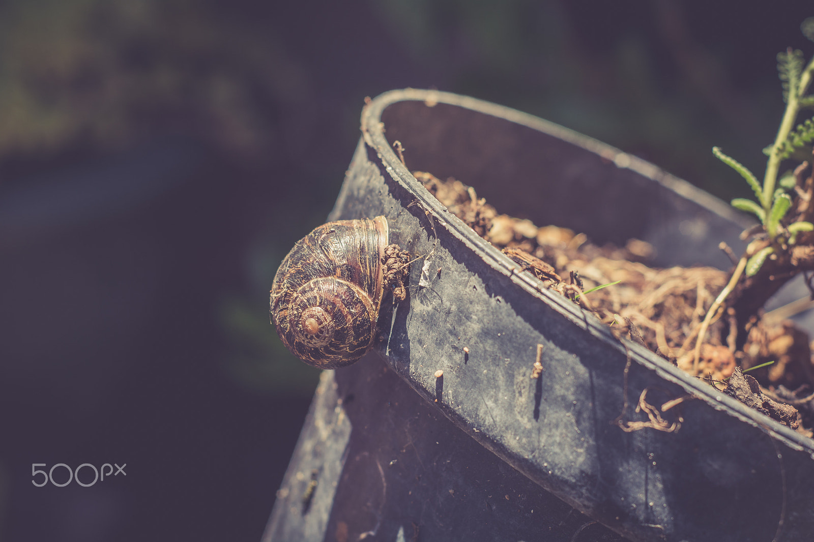 Nikon D7100 + AF Nikkor 50mm f/1.8 sample photo. Sleeping snail photography