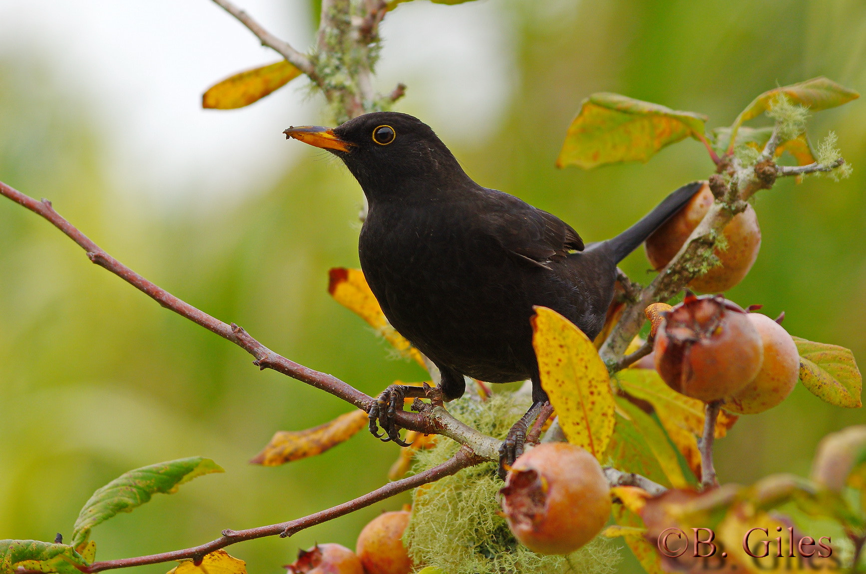 Pentax K-5 IIs + Pentax smc DA* 60-250mm F4.0 ED (IF) SDM sample photo. Blackbird in an apple tree photography