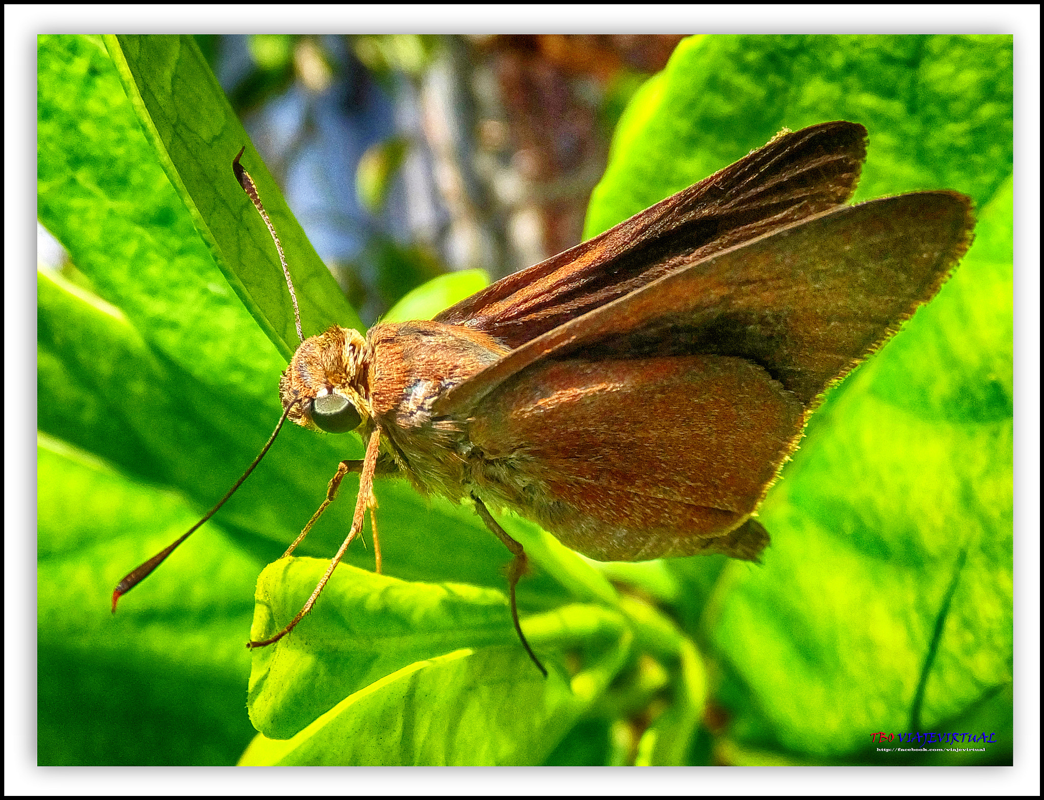 Fujifilm FinePix F850EXR sample photo. Hesperiidae, cymaenes tripunctus photography