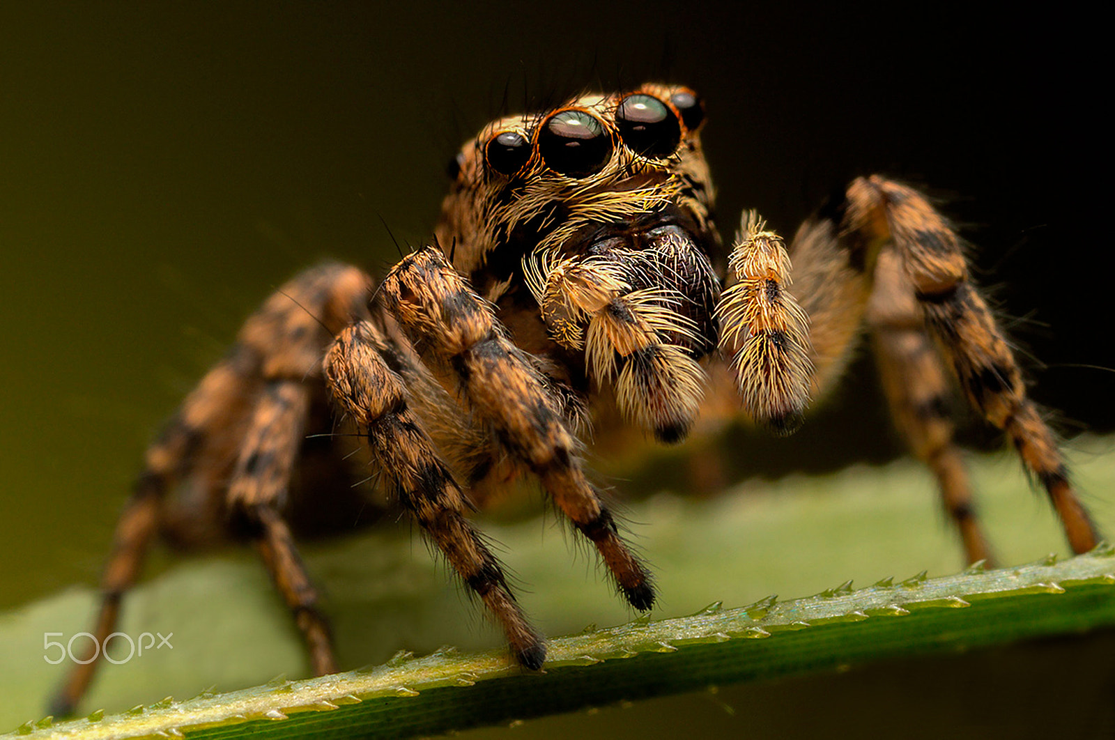 Canon MP-E 65mm F2.5 1-5x Macro Photo sample photo. Araña saltarina (salticidae) photography
