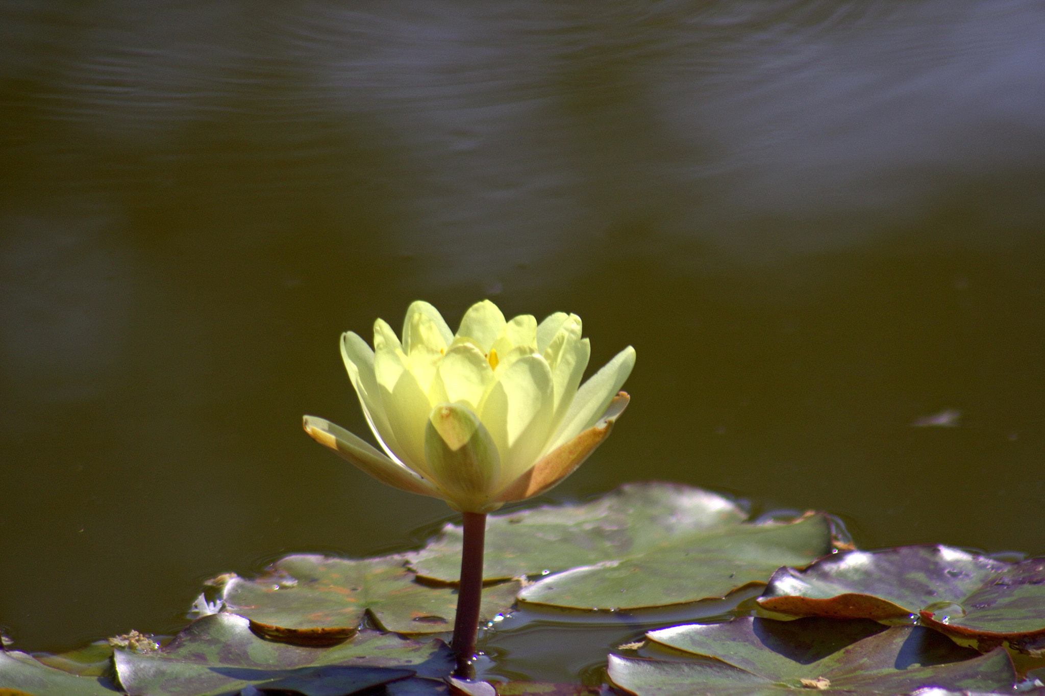 Canon EF 100-300mm F4.5-5.6 USM sample photo. Lotus photography