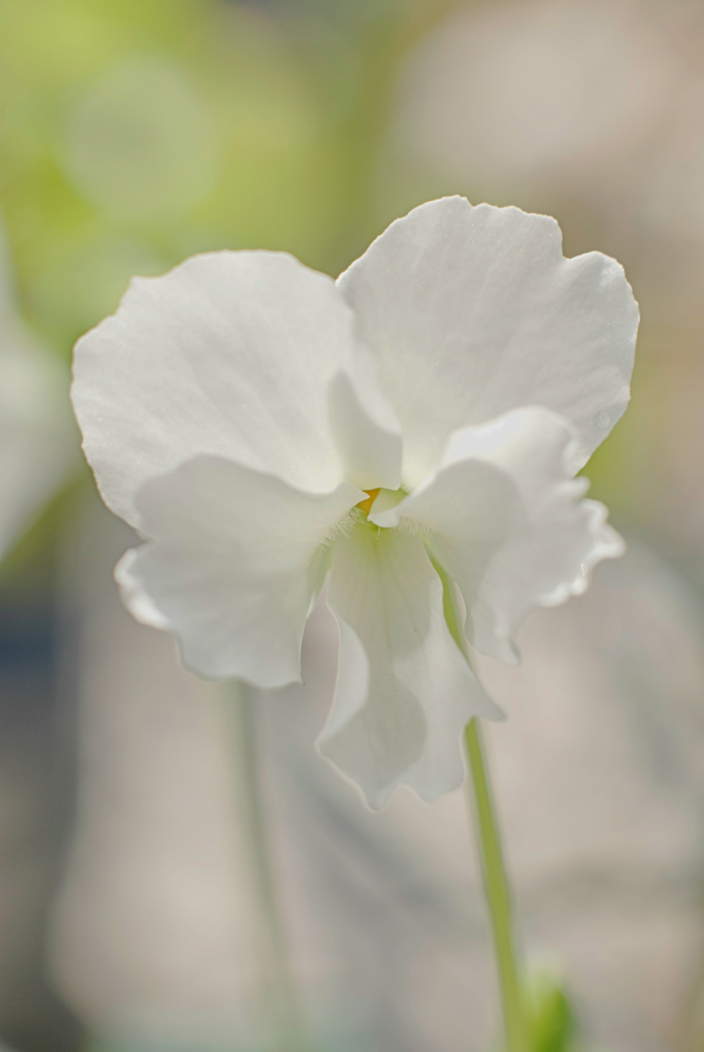 Pentax K10D + Pentax smc FA 50mm F1.4 sample photo. Innocence photography