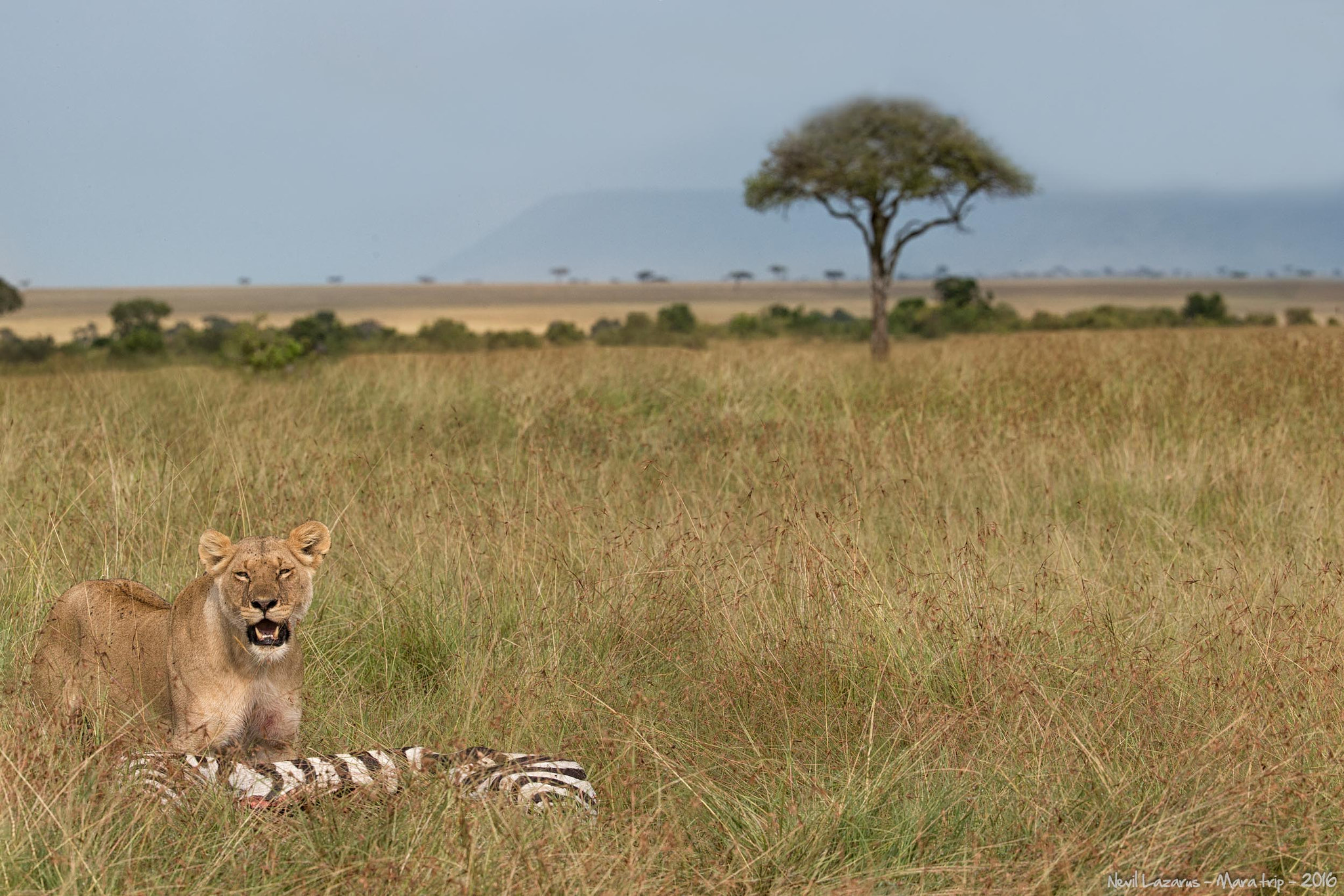 Canon EF 200-400mm F4L IS USM Extender 1.4x sample photo. Lioness and zebra photography