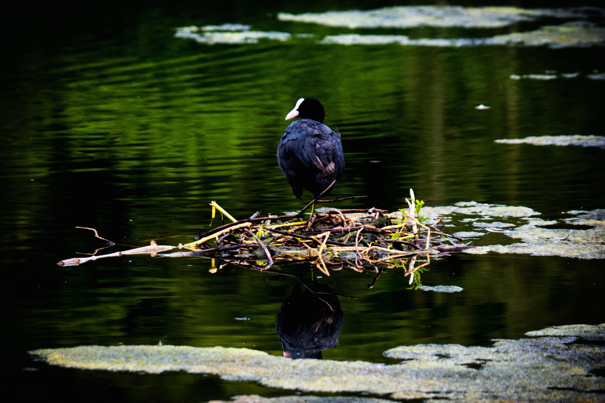 Samsung NX500 + NX 50-200mm F4-5.6 sample photo. Nesting coot photography