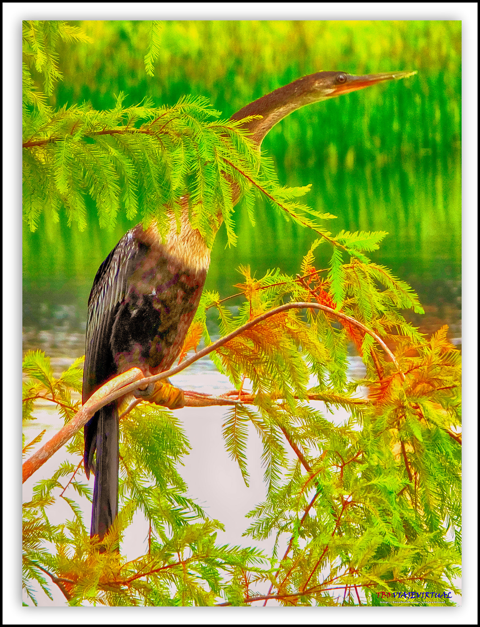 Fujifilm FinePix F850EXR sample photo. Anhinga, american anhinga photography