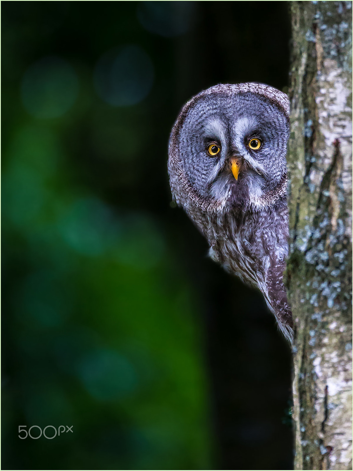 Canon EF 200-400mm F4L IS USM Extender 1.4x sample photo. Who's there? photography