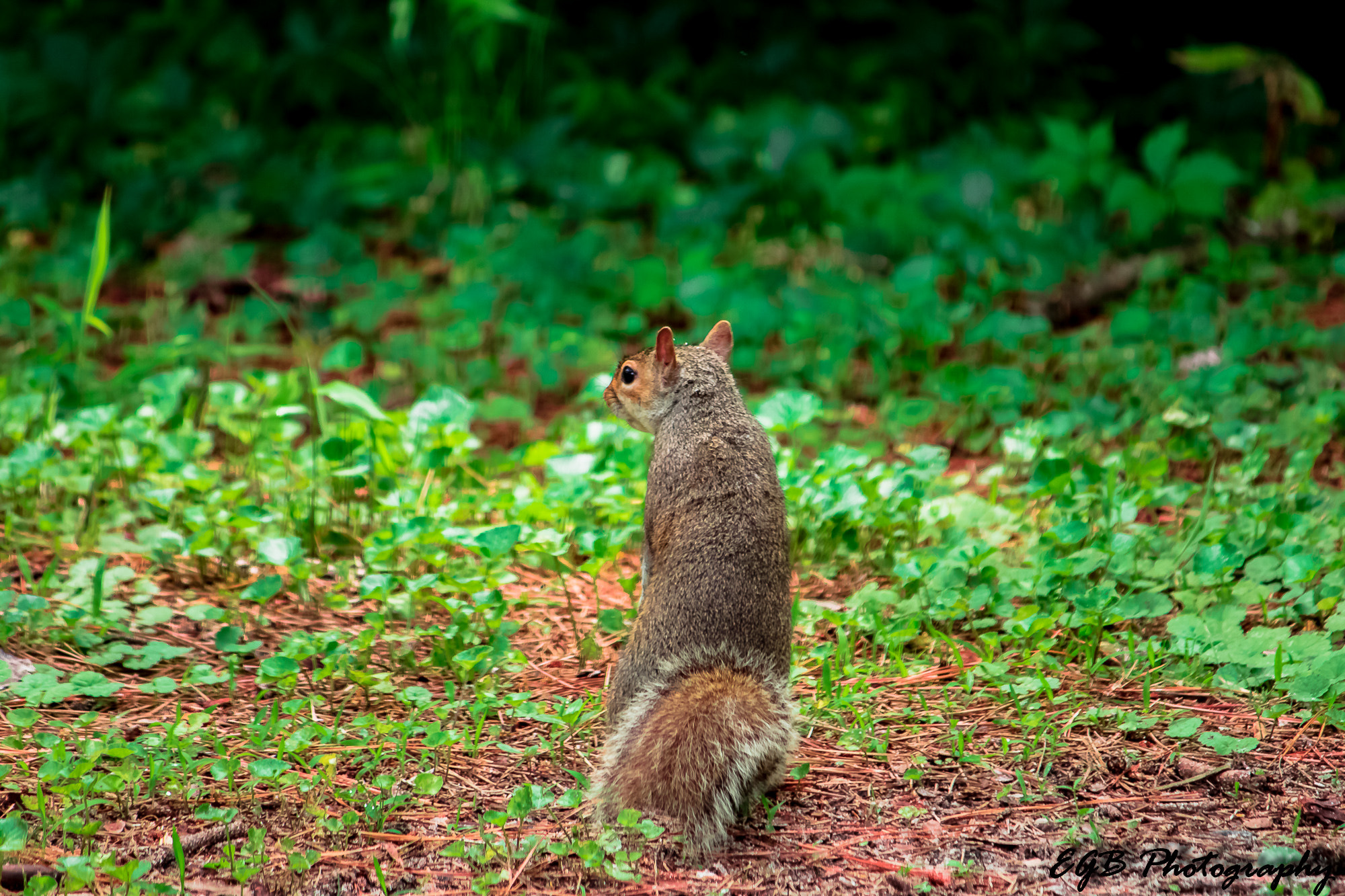 Canon EF-S 55-250mm F4-5.6 IS sample photo. Strike a pose photography