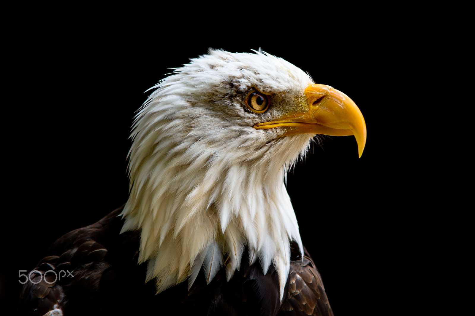 Sigma 70-200mm F2.8 EX DG OS HSM sample photo. Captive bald eagle at hawk conservancy trust. photography