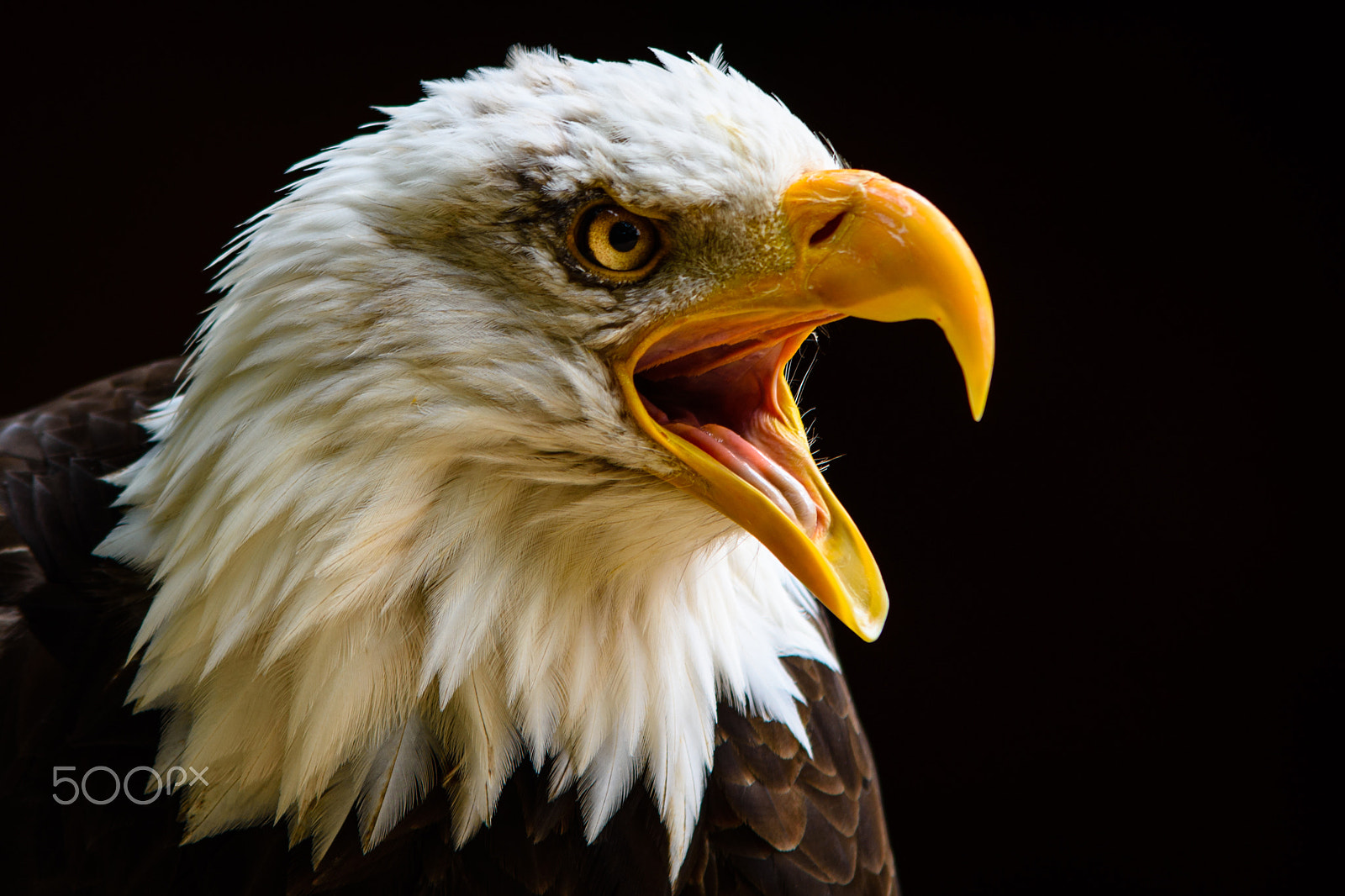 Sigma 70-200mm F2.8 EX DG OS HSM sample photo. Captive bald eagle at hawk conservancy trust. photography