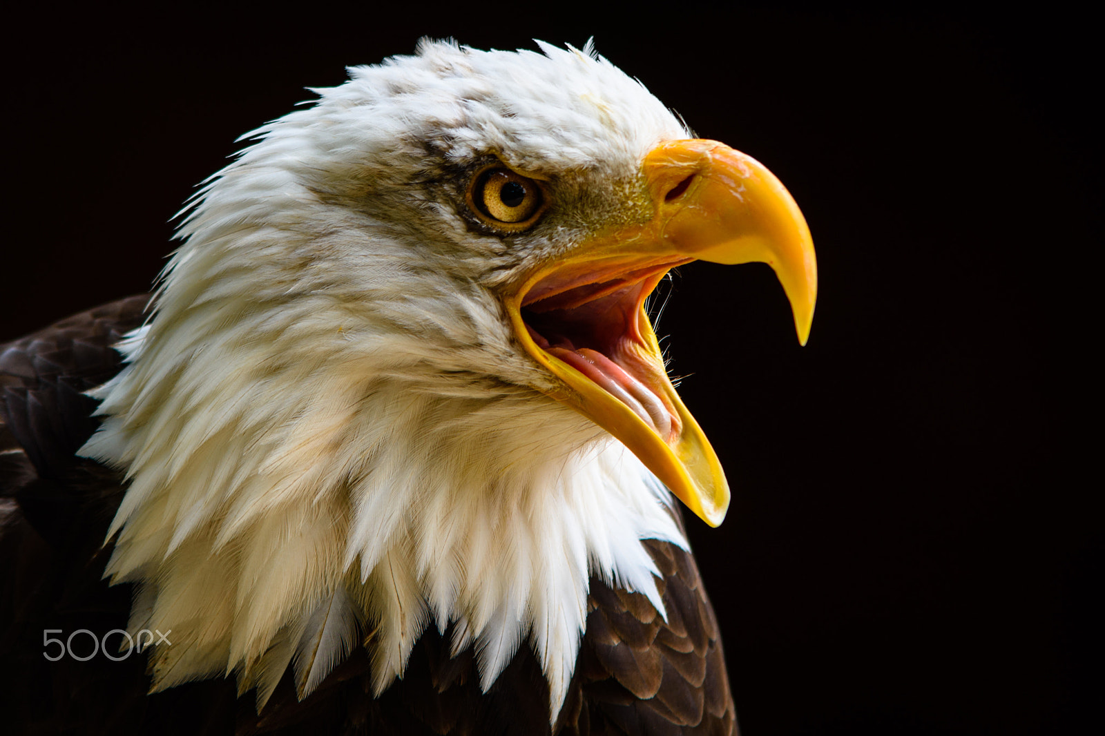 Nikon D7200 + Sigma 70-200mm F2.8 EX DG OS HSM sample photo. Captive bald eagle at hawk conservancy trust. photography