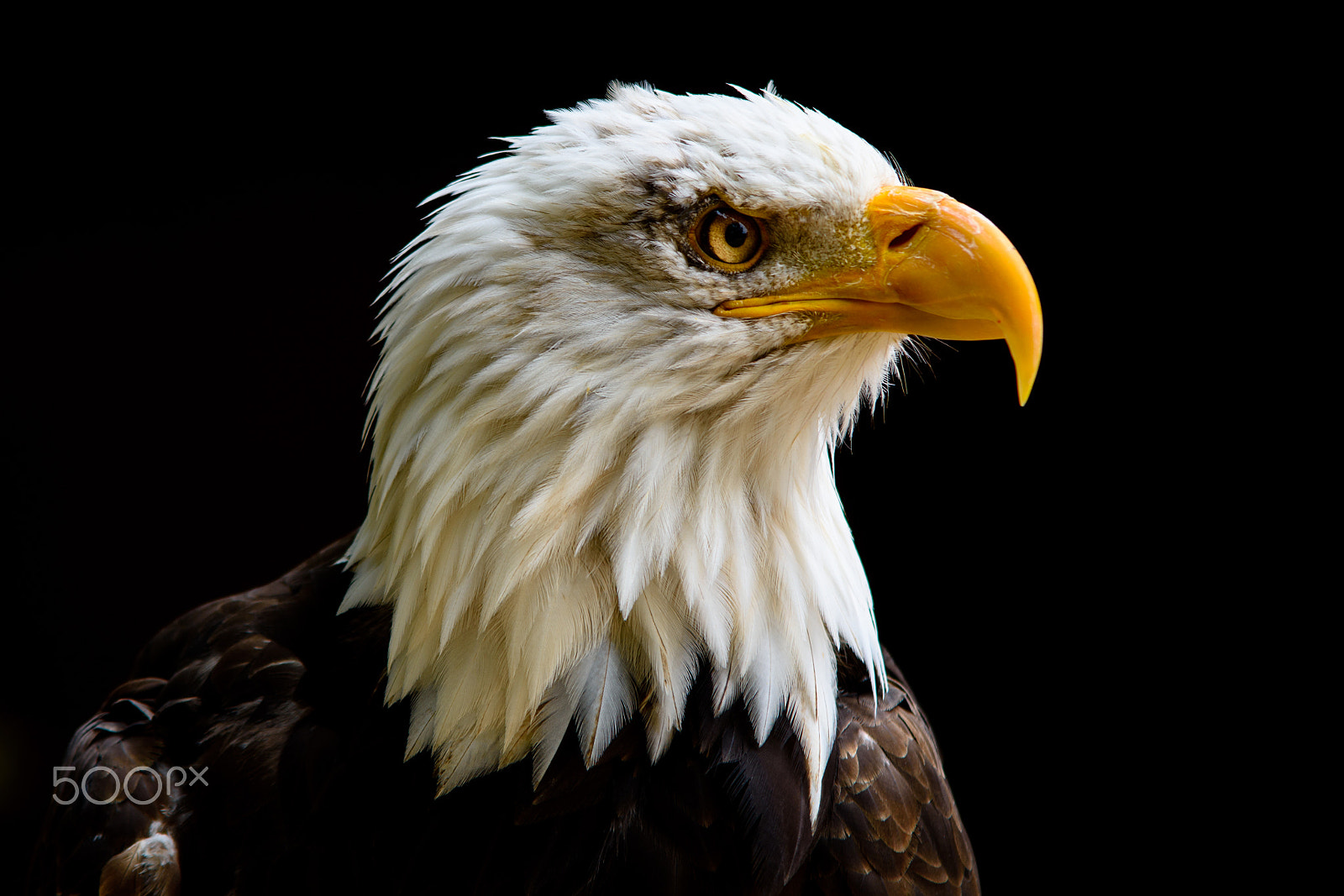 Nikon D7200 + Sigma 70-200mm F2.8 EX DG OS HSM sample photo. Captive bald eagle at hawk conservancy trust. photography