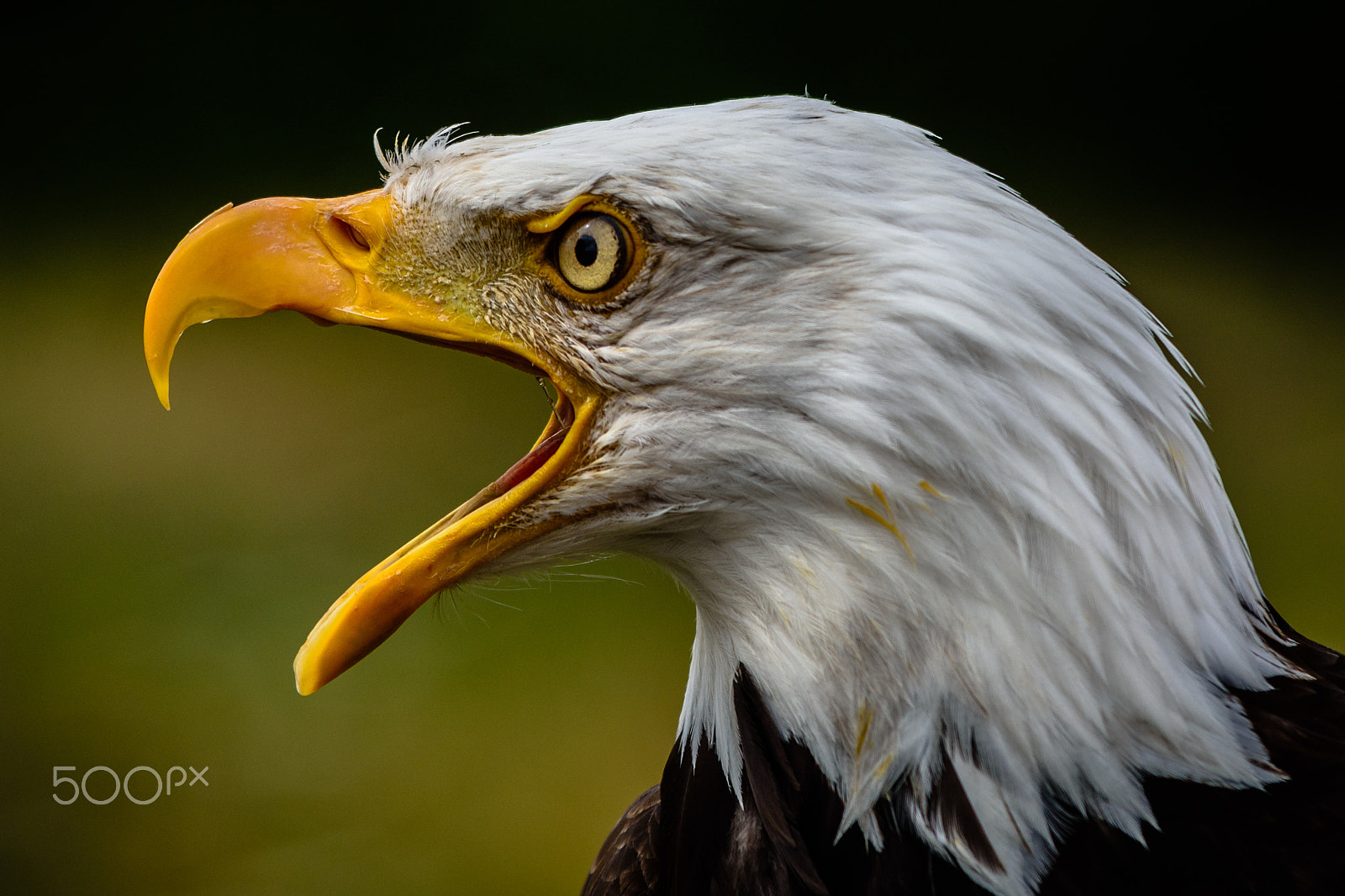 Sigma 70-200mm F2.8 EX DG OS HSM sample photo. Captive bald eagle at hawk conservancy trust. photography