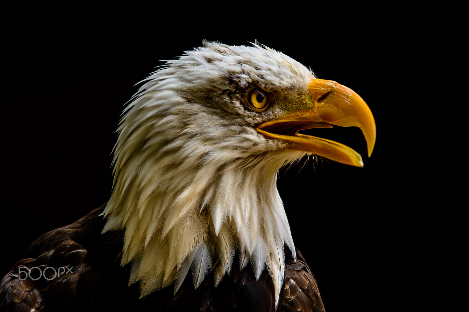 Nikon D7200 + Sigma 70-200mm F2.8 EX DG OS HSM sample photo. Captive bald eagle at hawk conservancy trust. photography