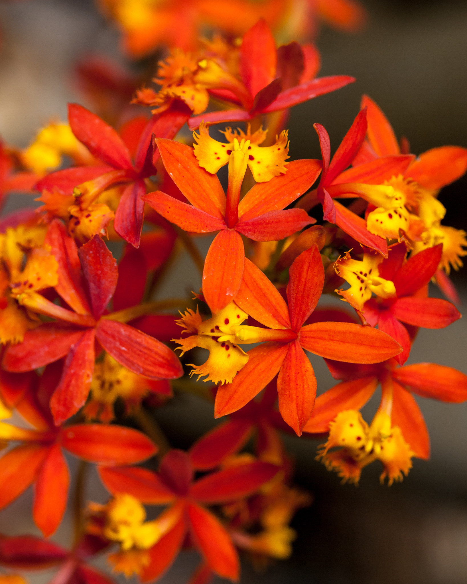 Olympus E-620 (EVOLT E-620) sample photo. Orchids (epidendrum radicans﻿) photography