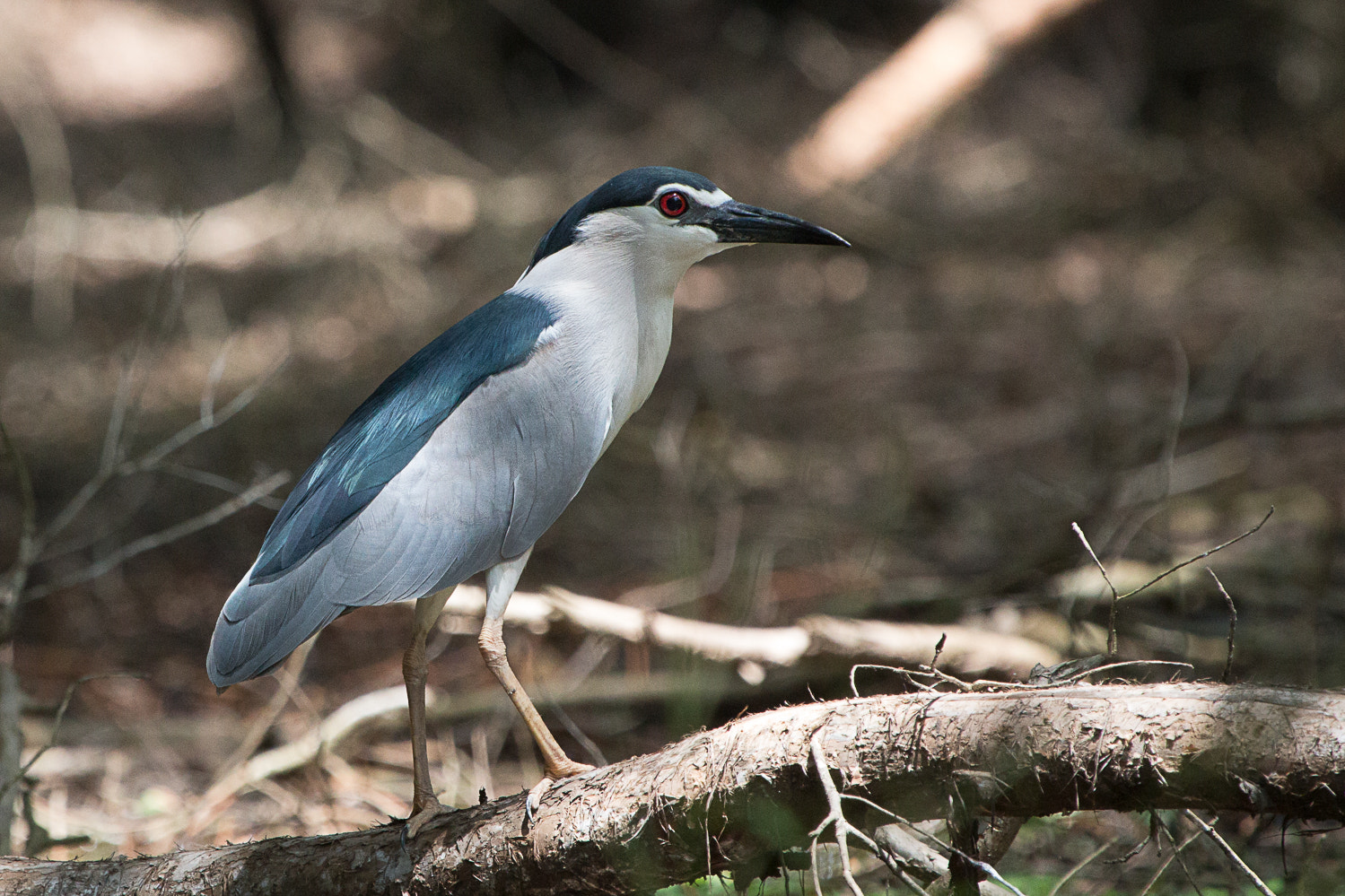 Canon EOS 70D + Canon EF 100-400mm F4.5-5.6L IS USM sample photo. Black crowned night heron photography