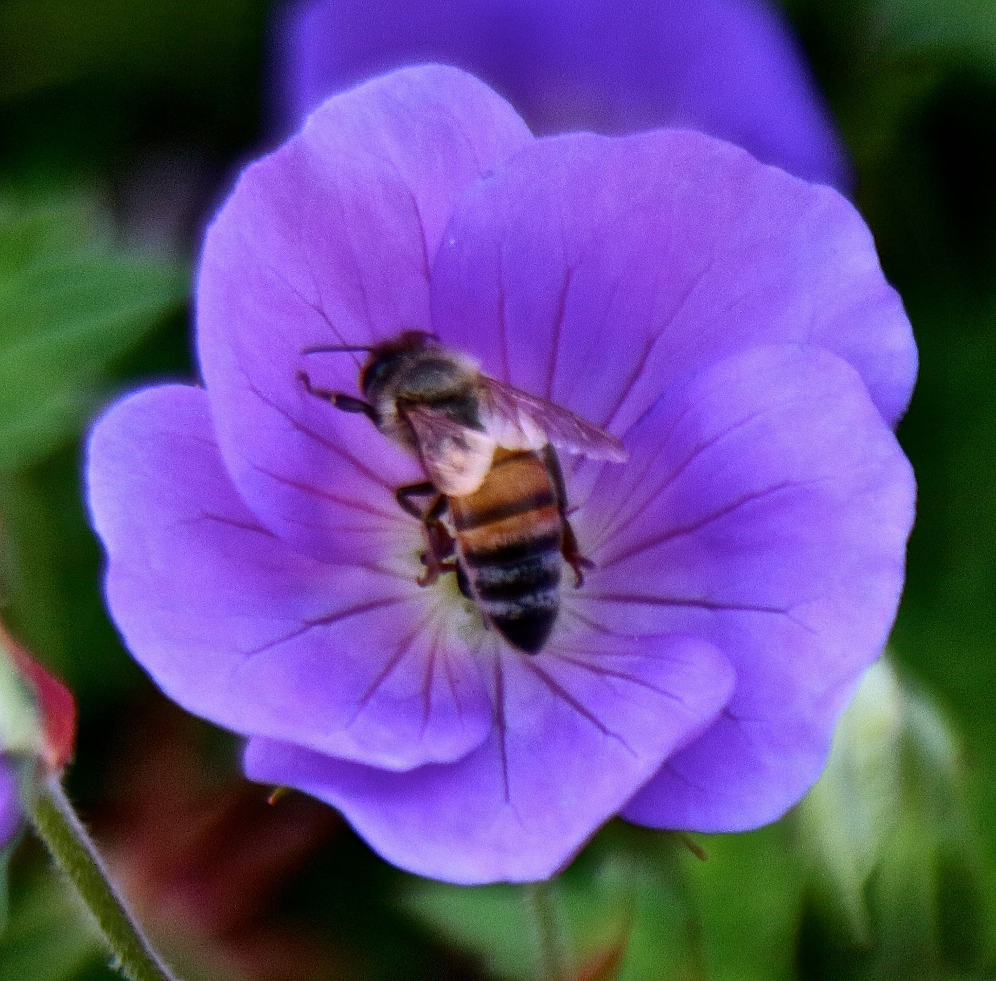 Canon EF 28-135mm F3.5-5.6 IS USM sample photo. Purple in seattle photography