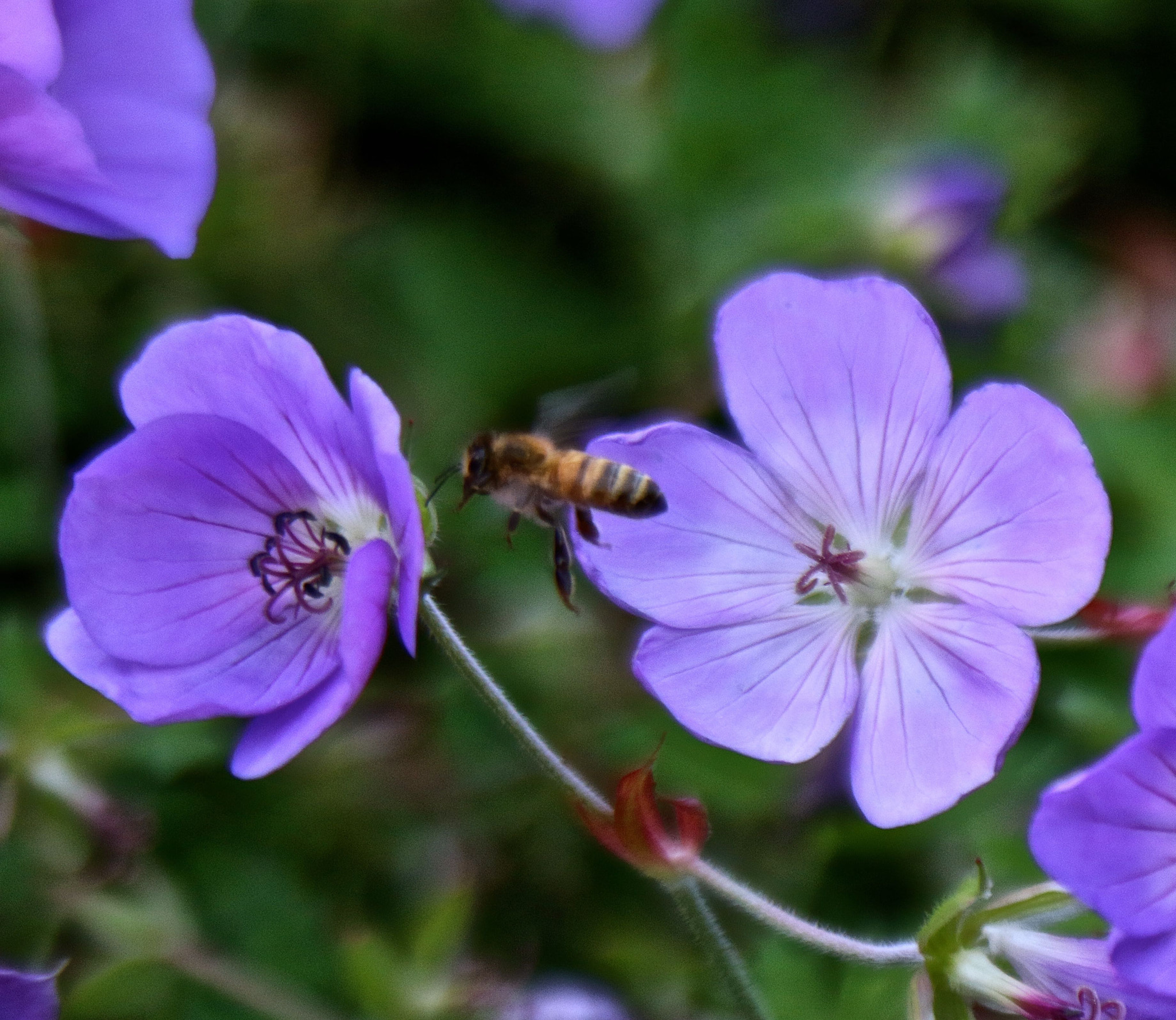 Canon EF 28-135mm F3.5-5.6 IS USM sample photo. Purple in seattle photography