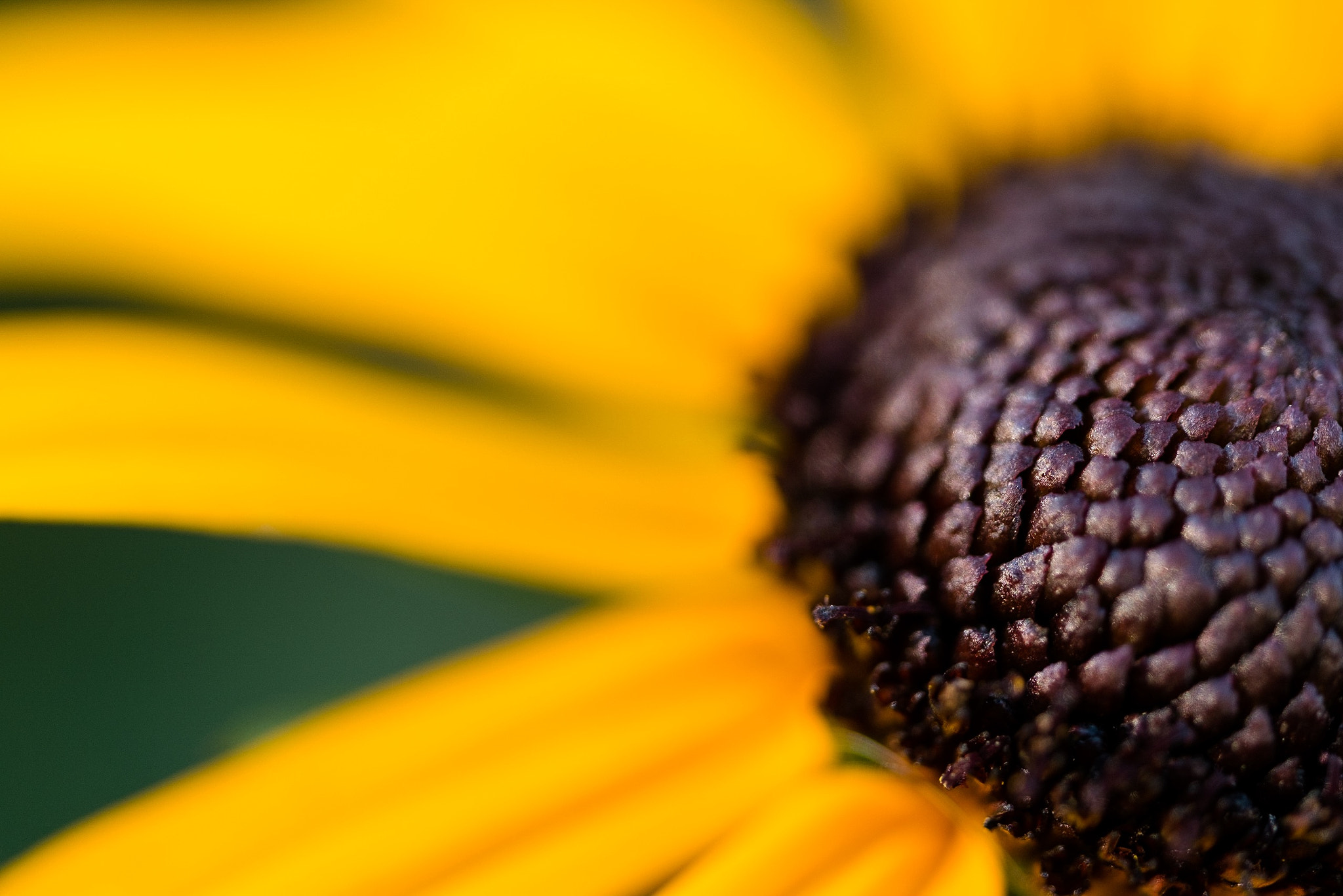 Fujifilm X-E1 + ZEISS Touit 50mm F2.8 sample photo. Brown and yellow photography