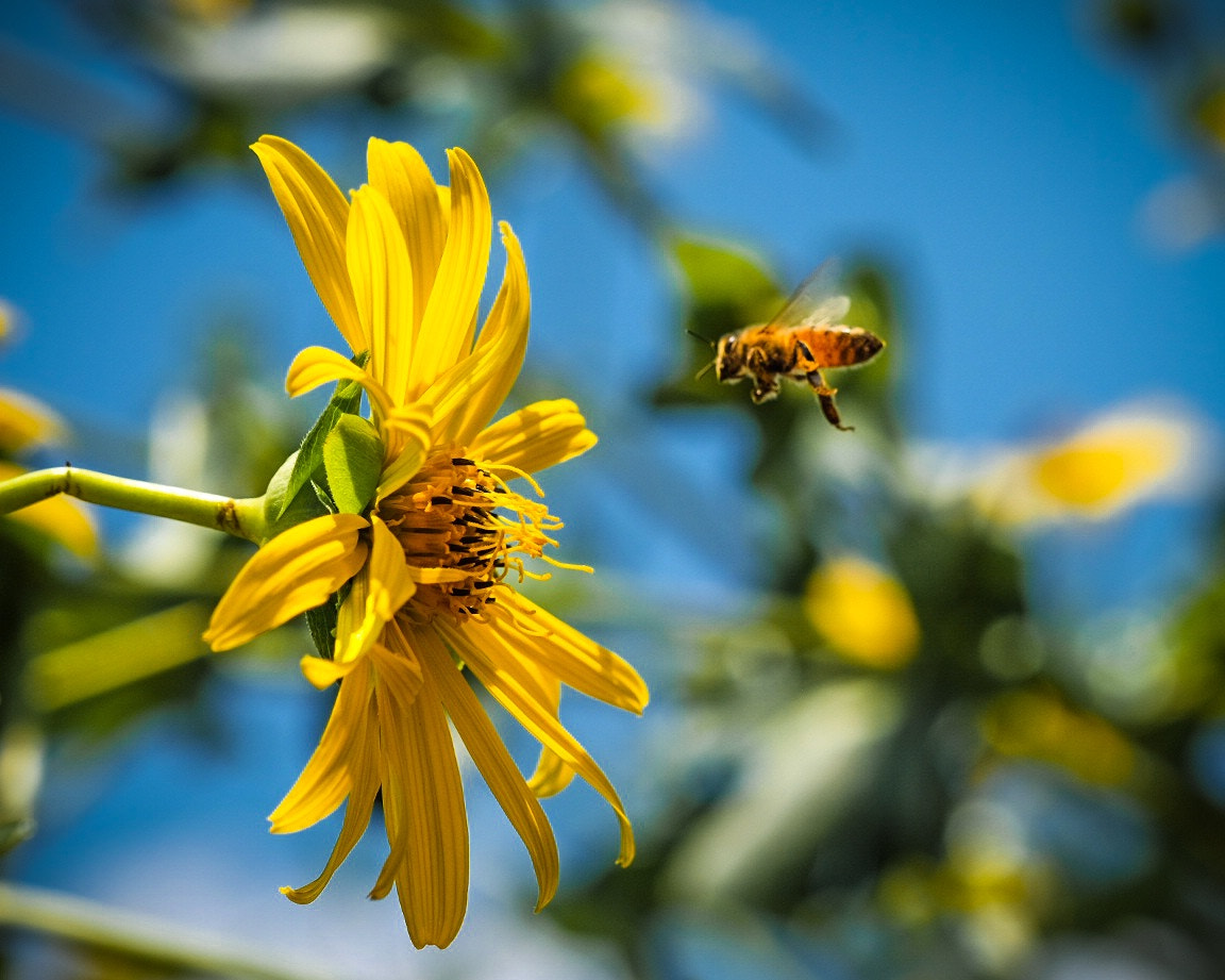 Fujifilm X-E2 + Fujifilm XF 60mm F2.4 R Macro sample photo. The approach photography