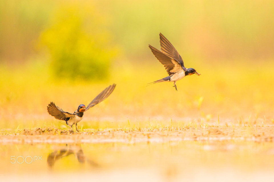 Canon EOS-1D Mark IV sample photo. Take off photography