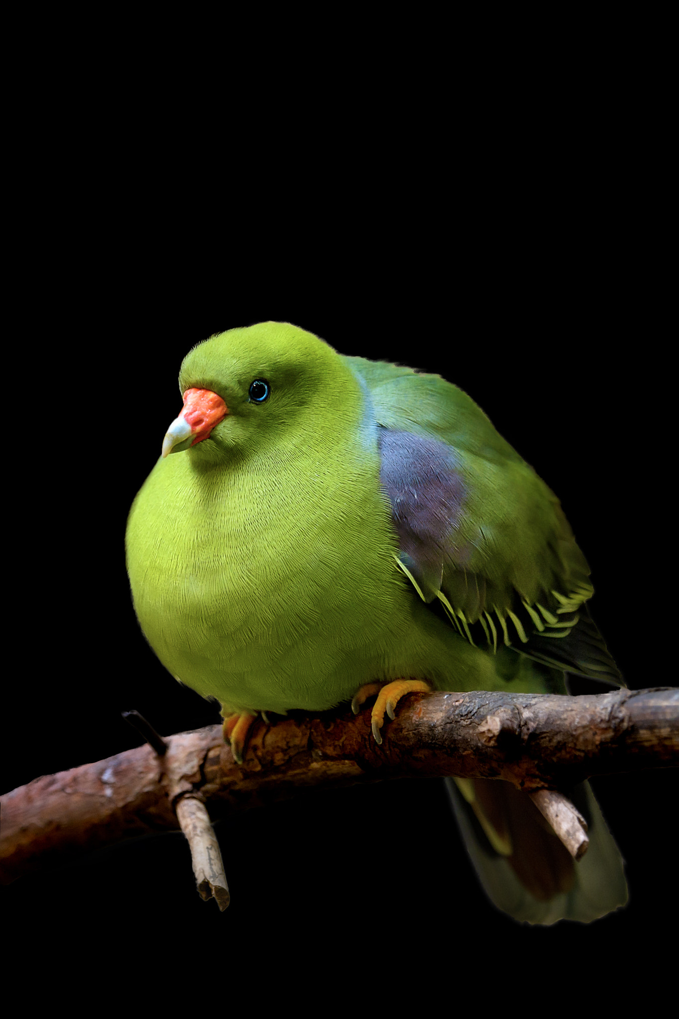 Tamron SP 70-200mm F2.8 Di VC USD sample photo. From paradise photography
