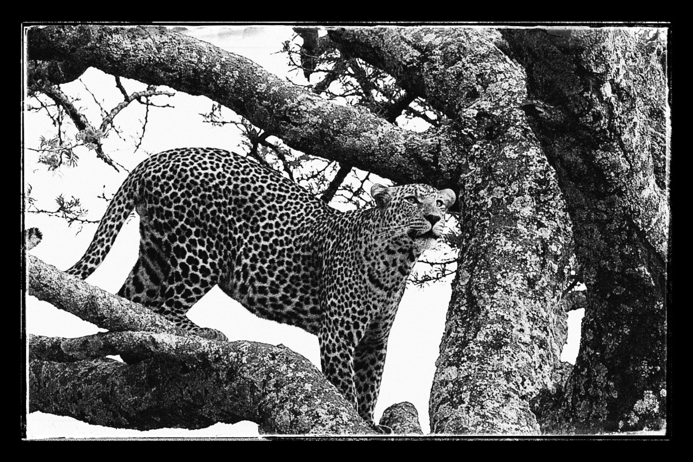 Canon EF 400mm F2.8L IS II USM sample photo. I'll be searching for more leopards next week in s ... photography