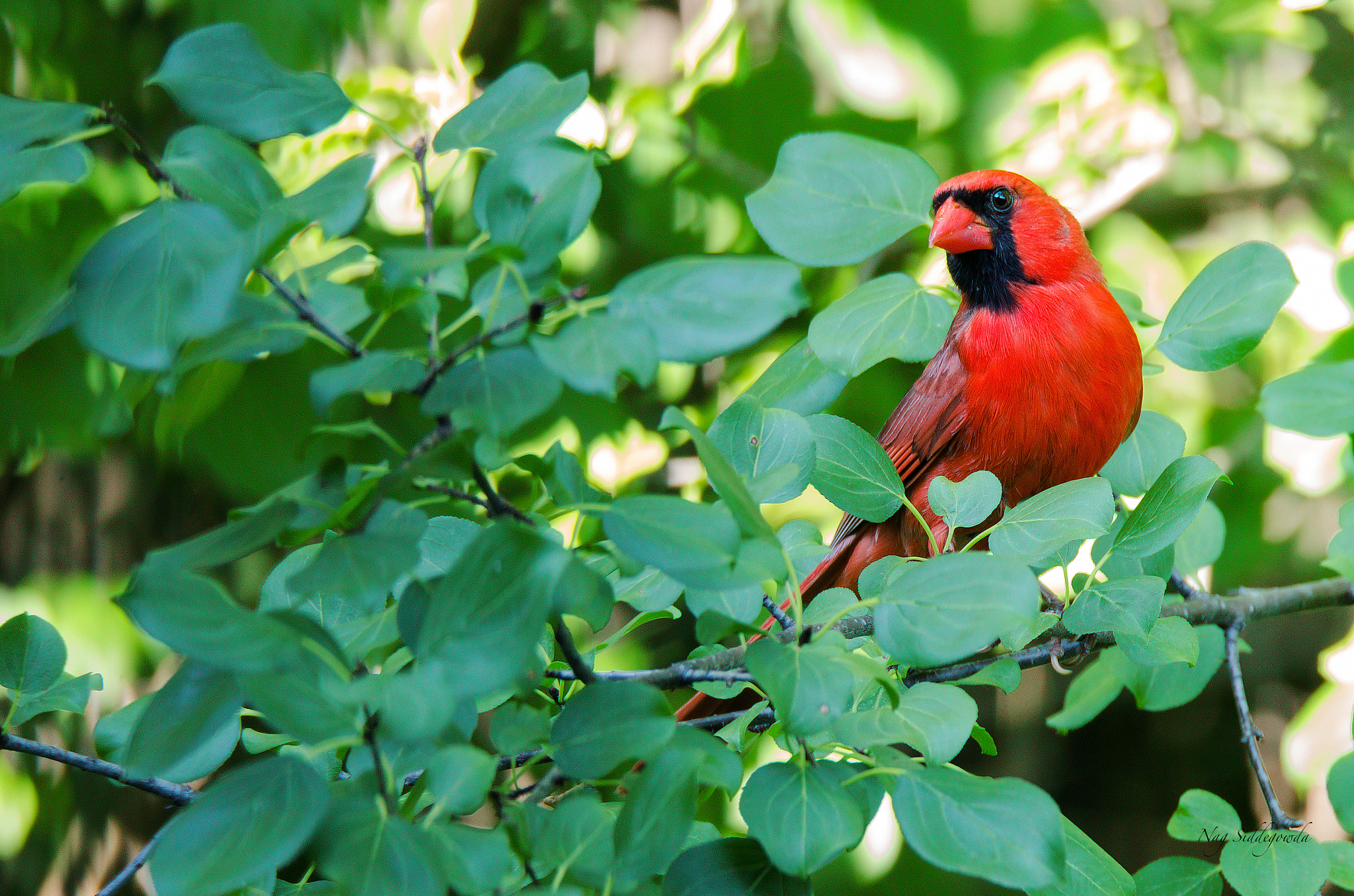 Sigma 150-600mm F5-6.3 DG OS HSM | S sample photo. 1086.jpg photography