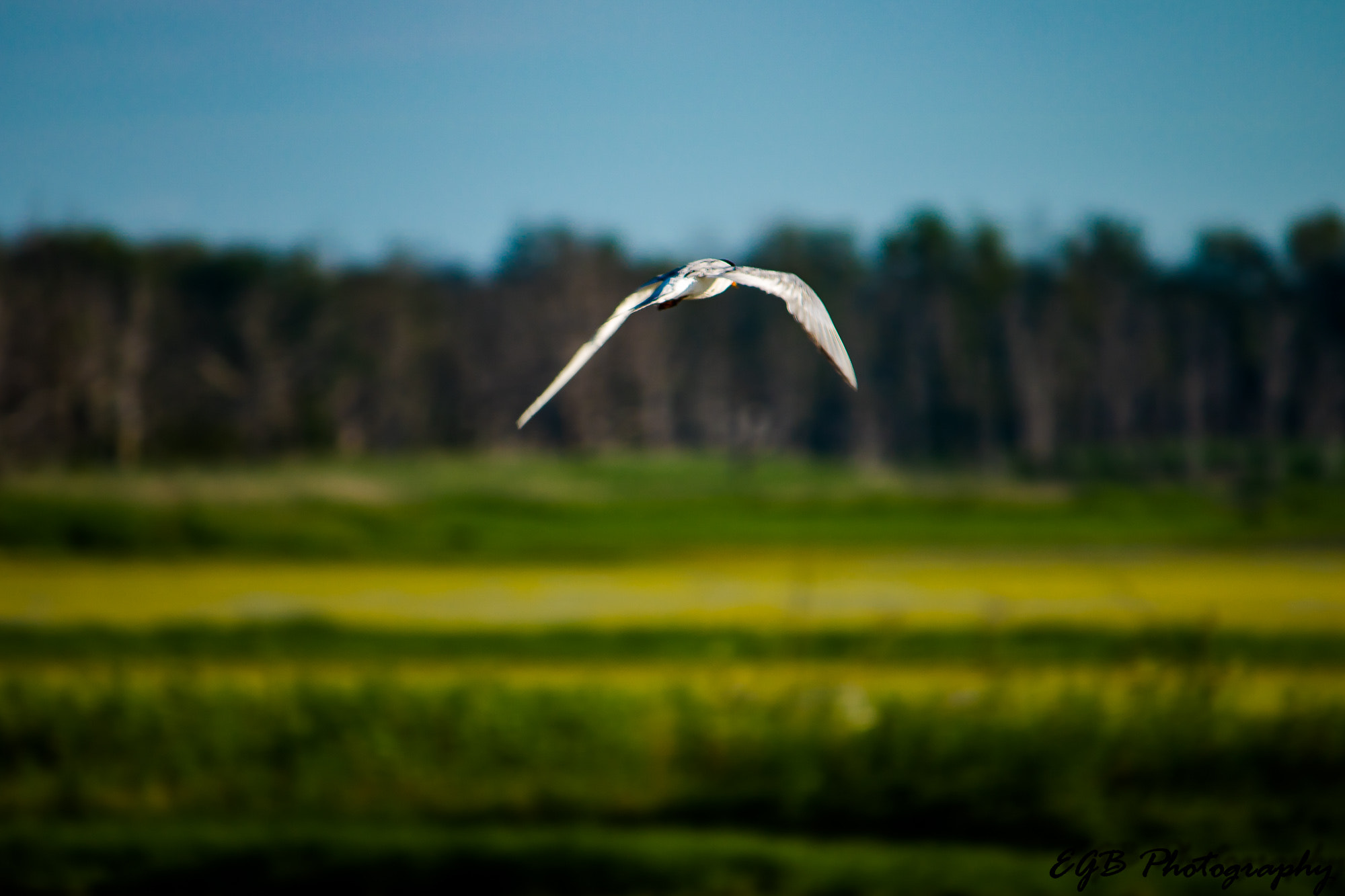 Canon EF-S 55-250mm F4-5.6 IS sample photo. On the hunt photography